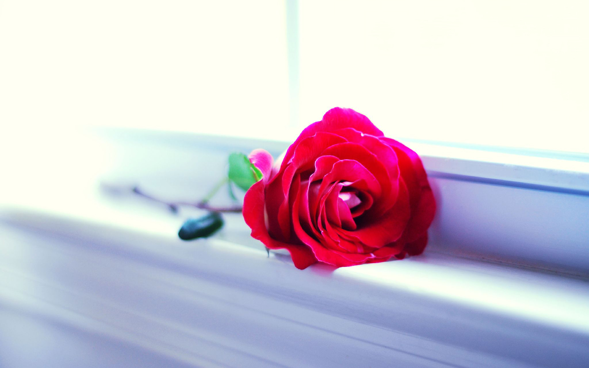 Обои цветок, роза, красная, окно, подоконник, flower, rose, red, window, sill разрешение 1920x1200 Загрузить