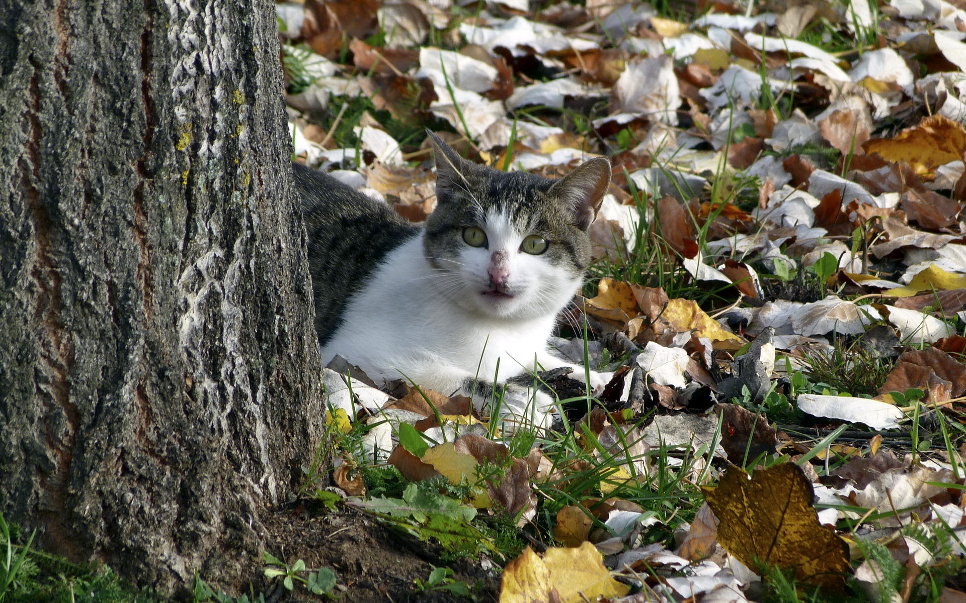 Обои природа, дерево, кот, кошка, осень, осенние листья, nature, tree, cat, autumn, autumn leaves разрешение 1920x1200 Загрузить