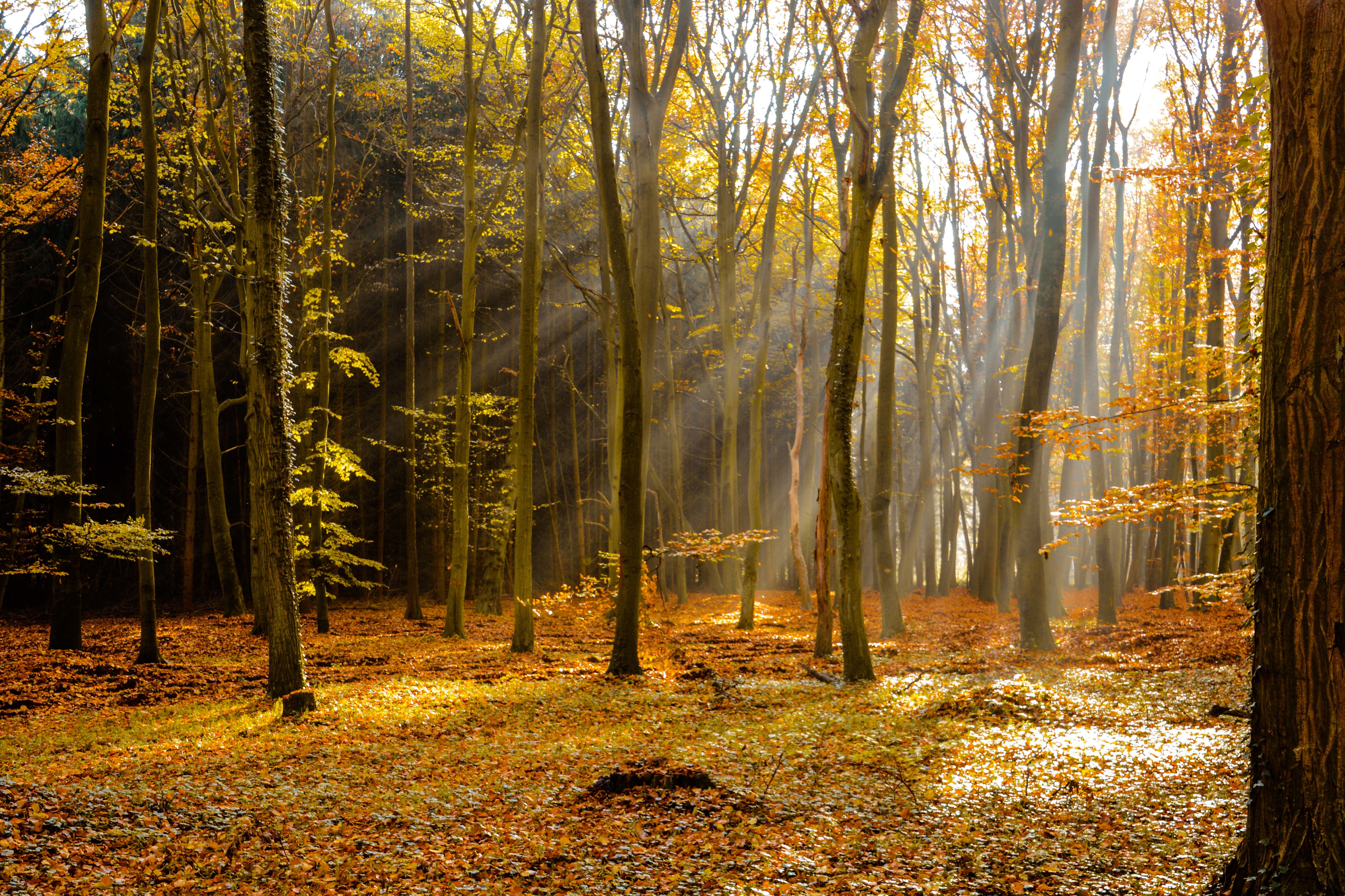 Обои деревья, лес, лучи, осень, листопад, trees, forest, rays, autumn, falling leaves разрешение 6000x4000 Загрузить