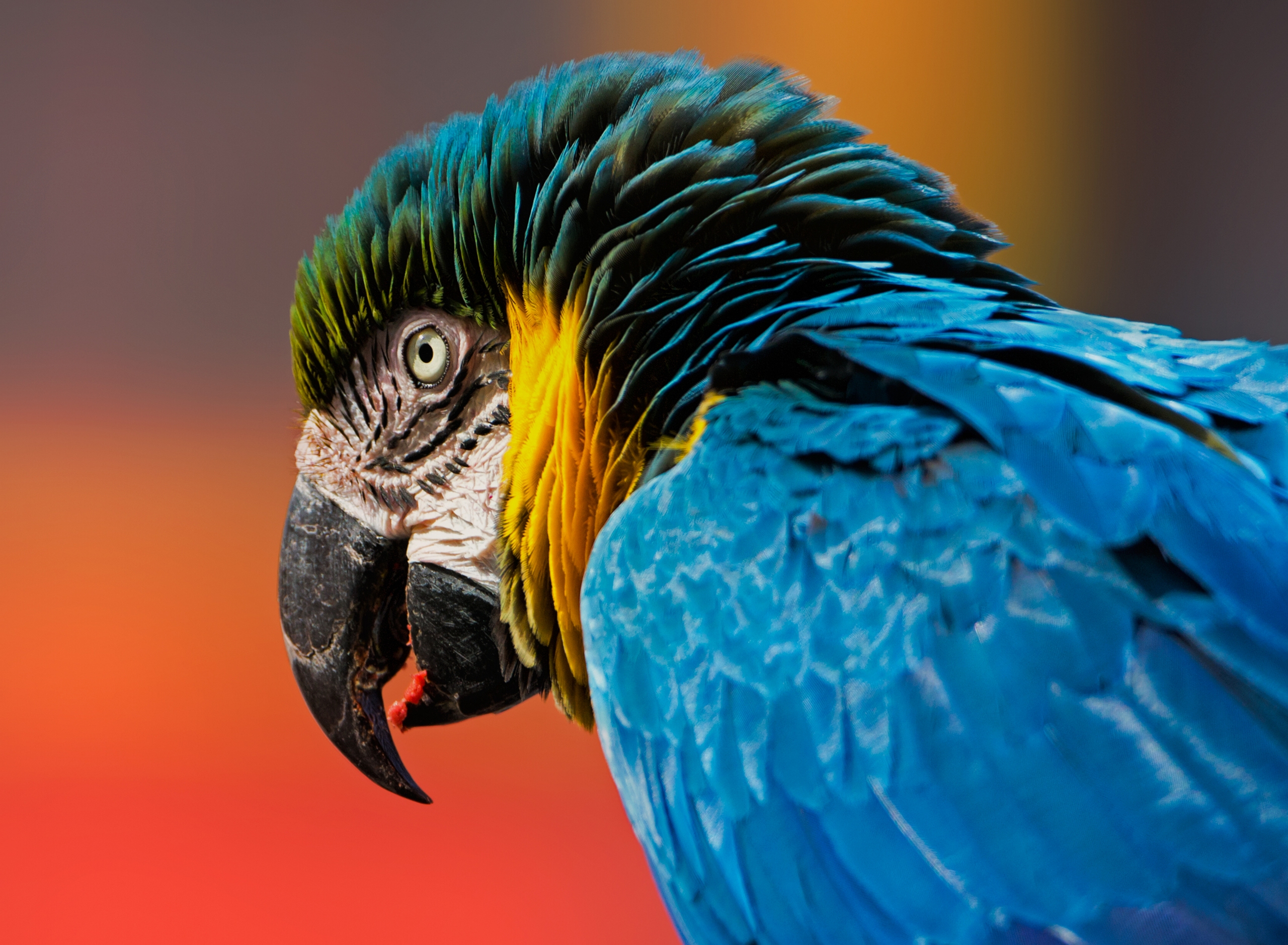 Обои фон, птица, клюв, перья, попугай, ара, голова, сине-жёлтый ара, background, bird, beak, feathers, parrot, ara, head, blue-and-yellow macaw разрешение 2560x1879 Загрузить