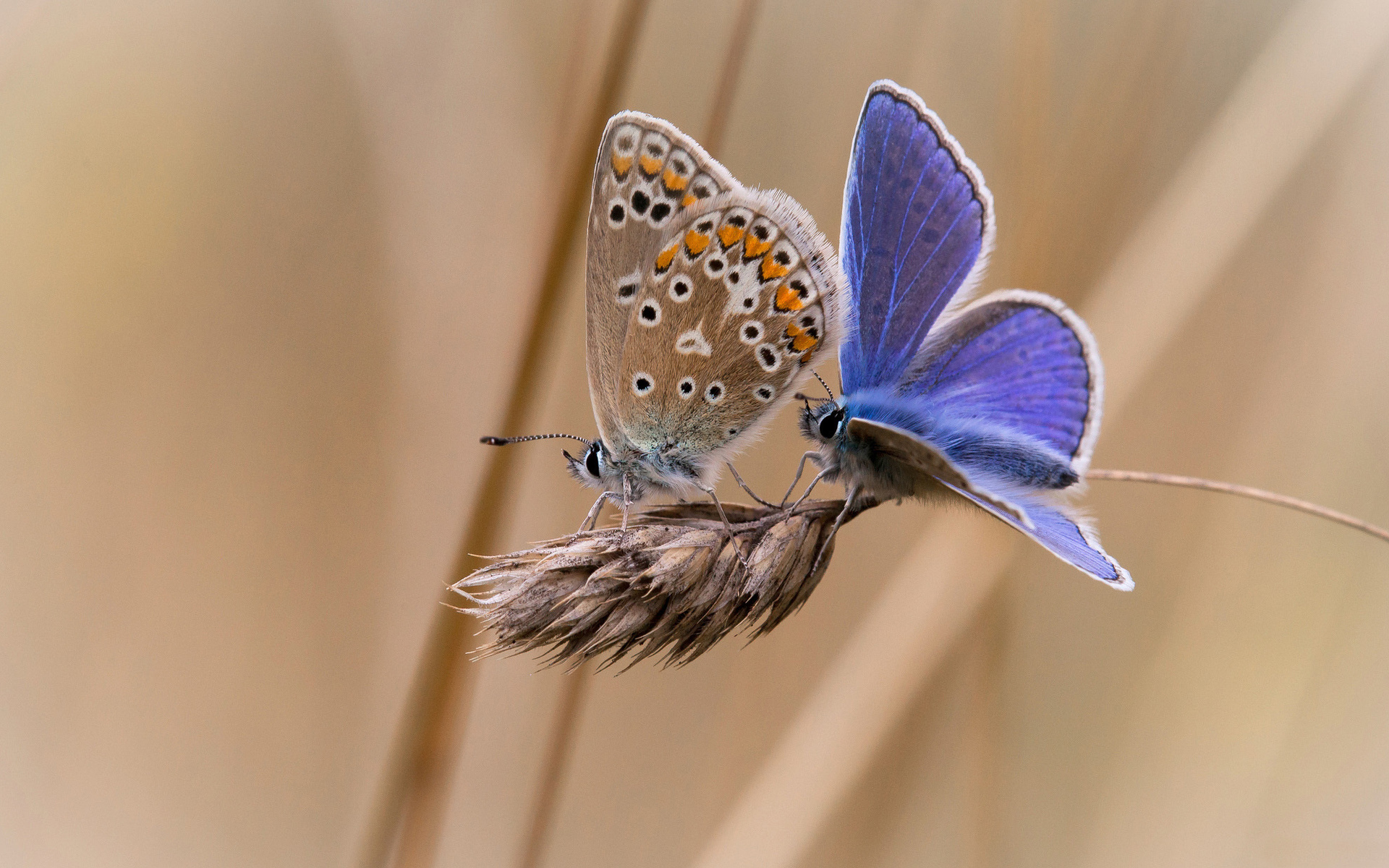 Обои фон, насекомые, бабочки, колосок, две, background, insects, butterfly, spike, two разрешение 1920x1200 Загрузить