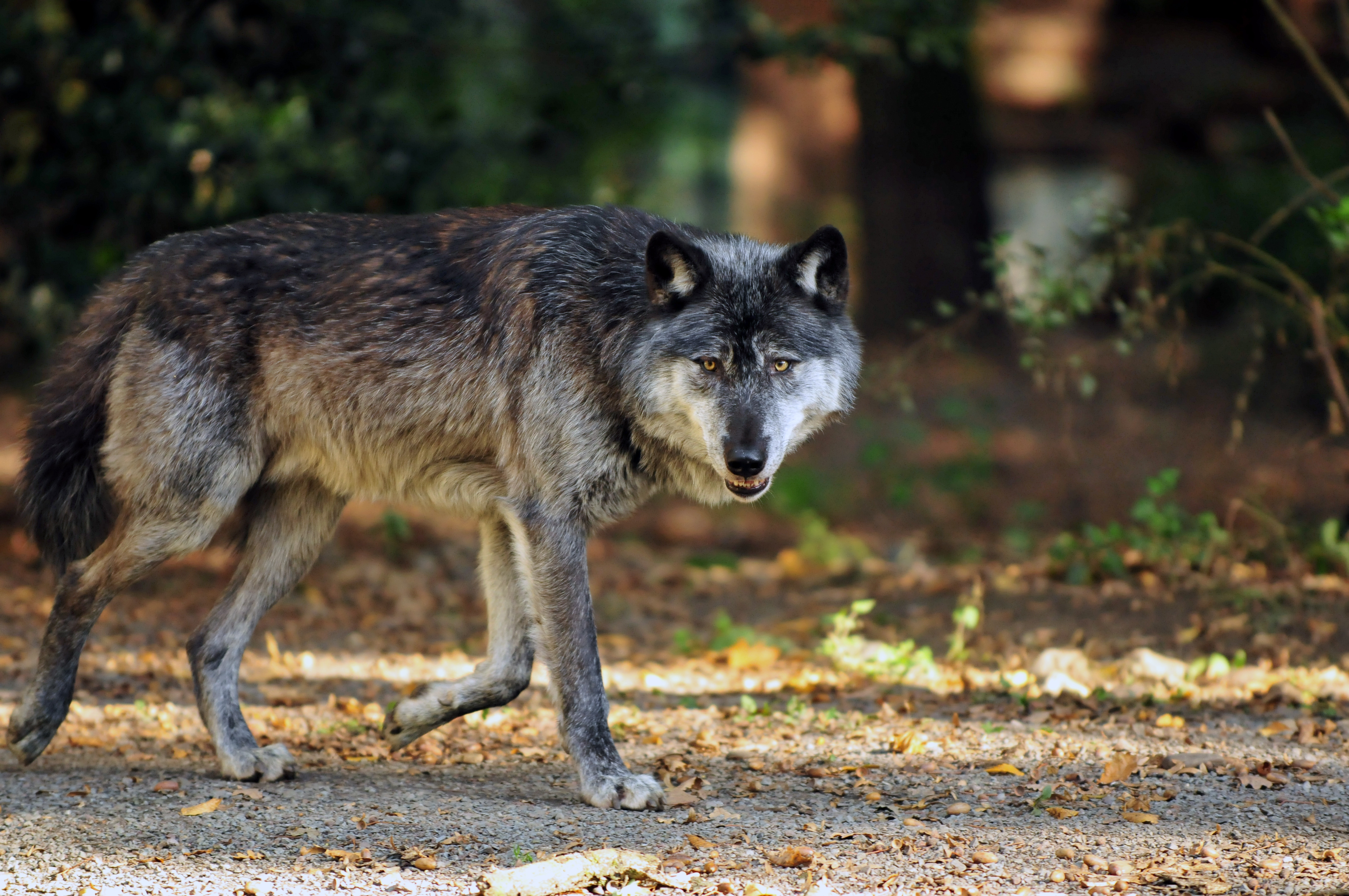 Обои морда, лапы, взгляд, осень, хищник, волк, face, paws, look, autumn, predator, wolf разрешение 4288x2848 Загрузить