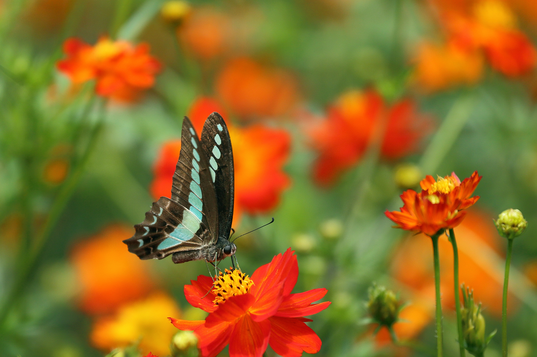 Обои цветы, природа, бабочка, крылья, flowers, nature, butterfly, wings разрешение 2048x1365 Загрузить