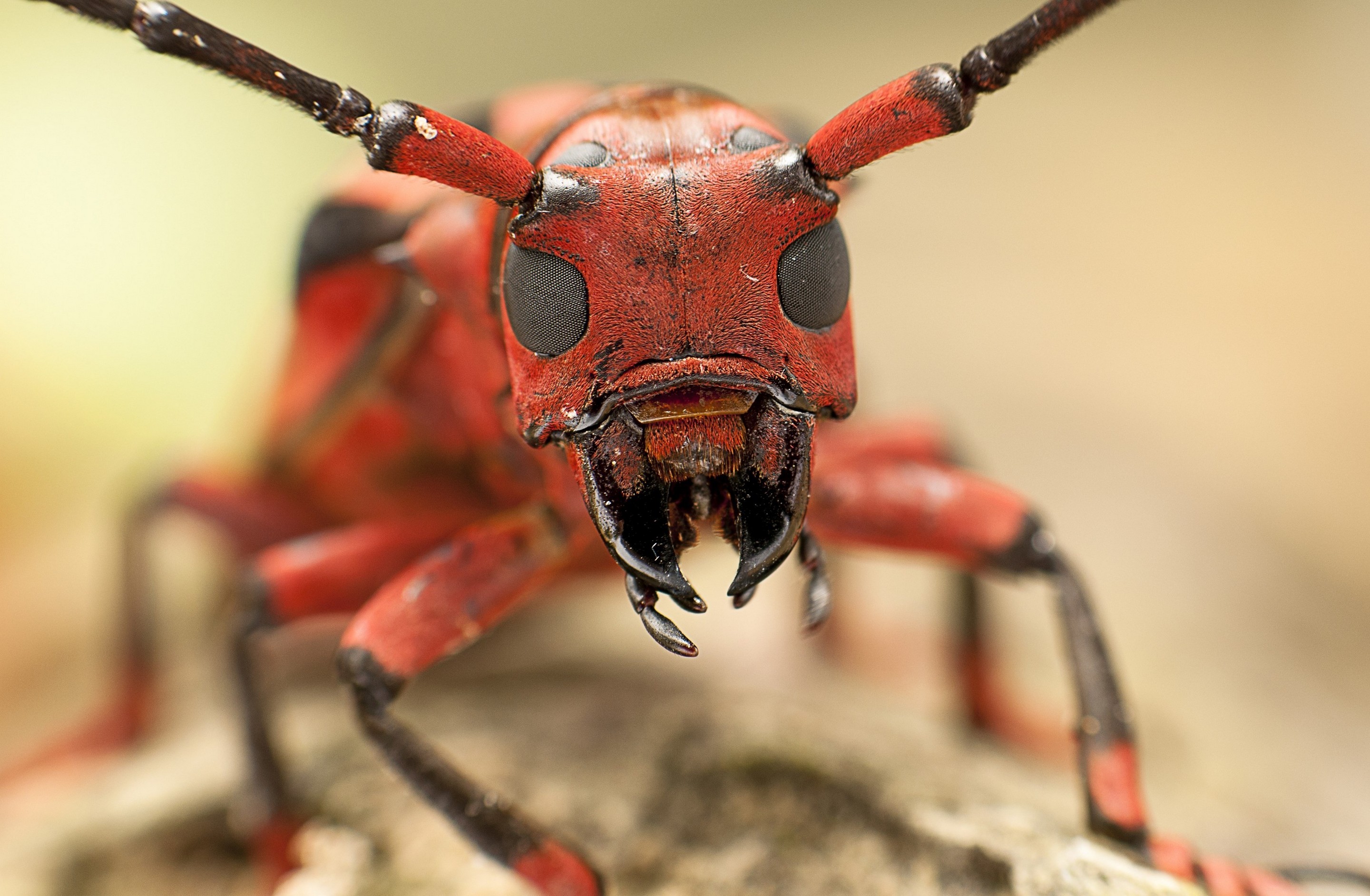 Обои глаза, насекомое, муравей, усики, голова, eyes, insect, ant, antennae, head разрешение 2880x1884 Загрузить