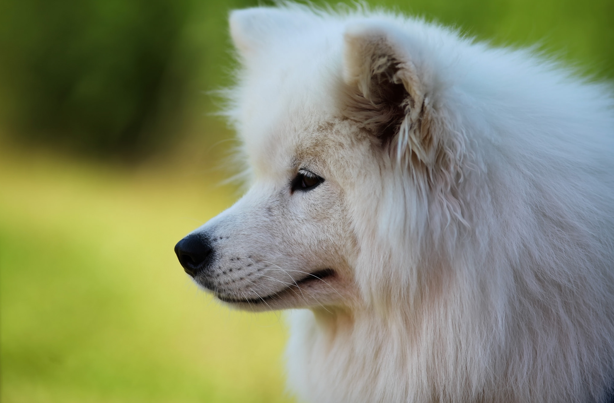 Обои собака, профиль, белая, самоед, dog, profile, white, samoyed разрешение 2030x1333 Загрузить