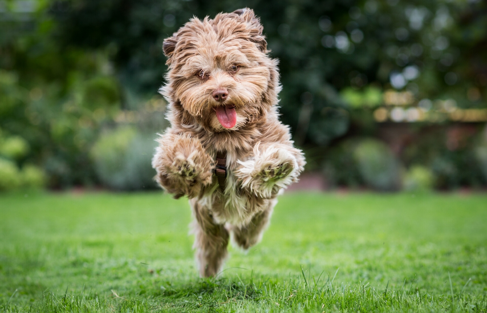 Обои настроение, собака, радость, прыжок, бег, лужайка, терьер, mood, dog, joy, jump, running, lawn, terrier разрешение 1920x1236 Загрузить