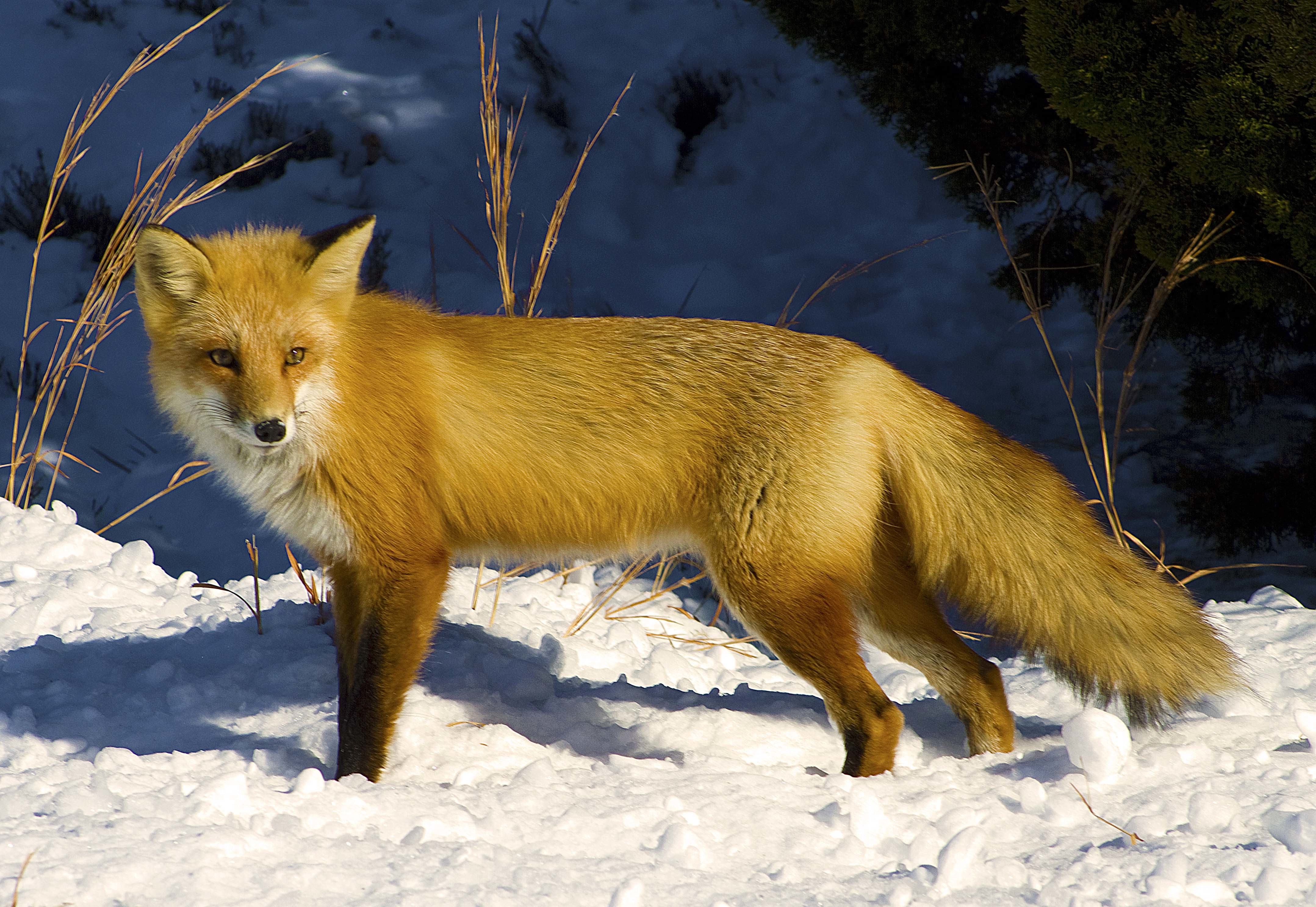 Обои снег, зима, взгляд, рыжая, лиса, лисица, snow, winter, look, red, fox разрешение 4314x2975 Загрузить