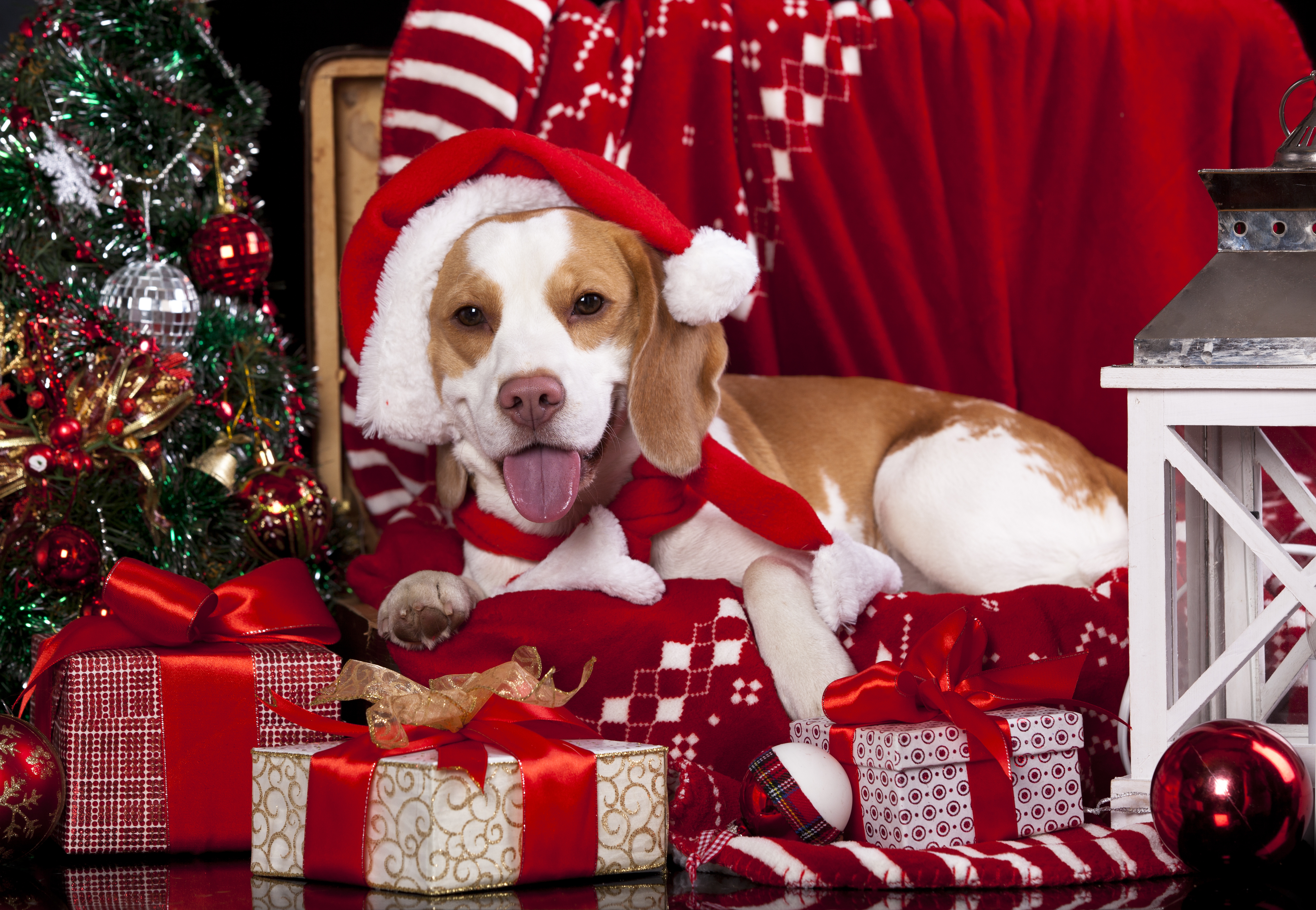Обои новый год, бигль, елка, подарки, собака, шарики, фонарь, плед, колпак, new year, beagle, tree, gifts, dog, balls, lantern, plaid, cap разрешение 5064x3504 Загрузить