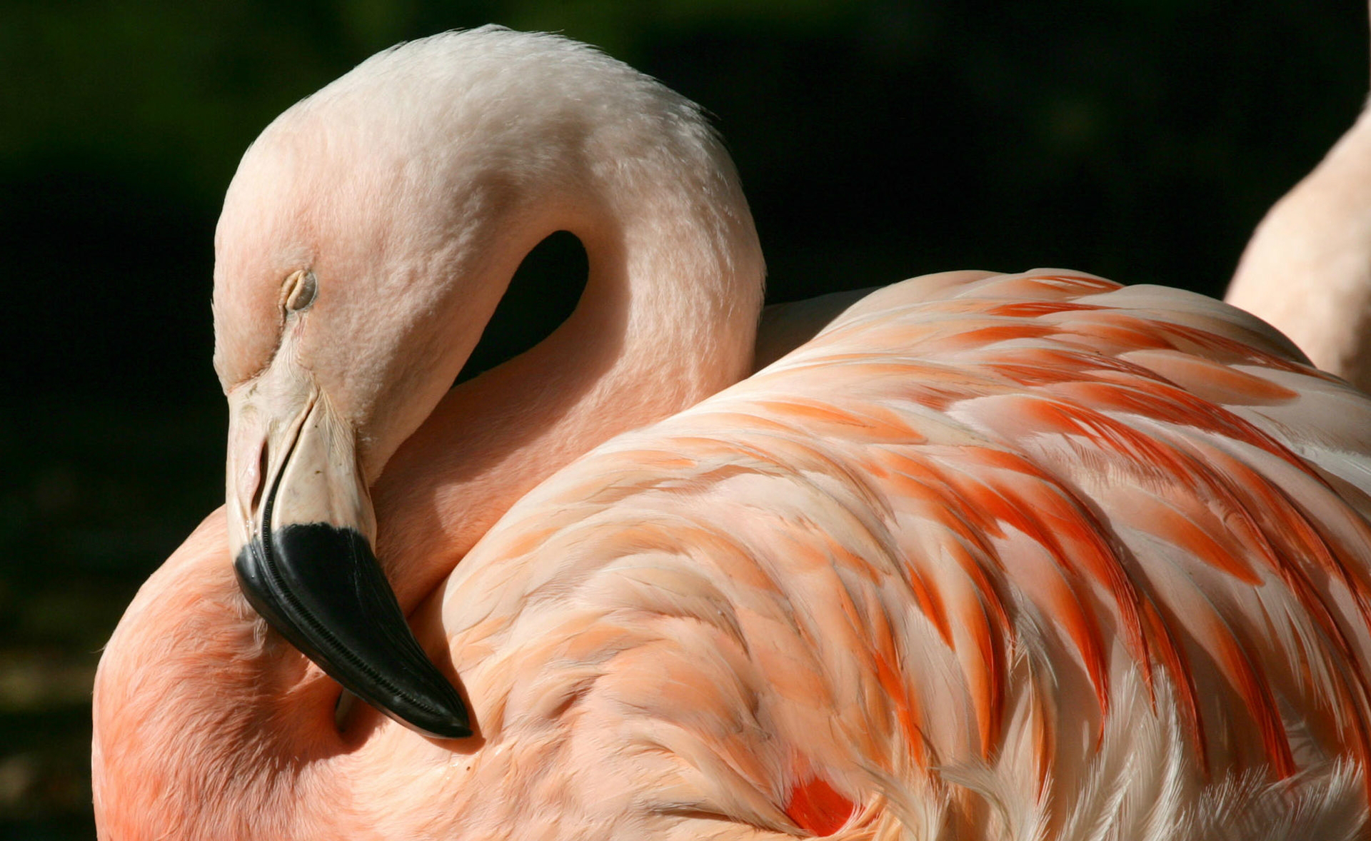 Обои фламинго, птица, клюв, перья, flamingo, bird, beak, feathers разрешение 1920x1178 Загрузить