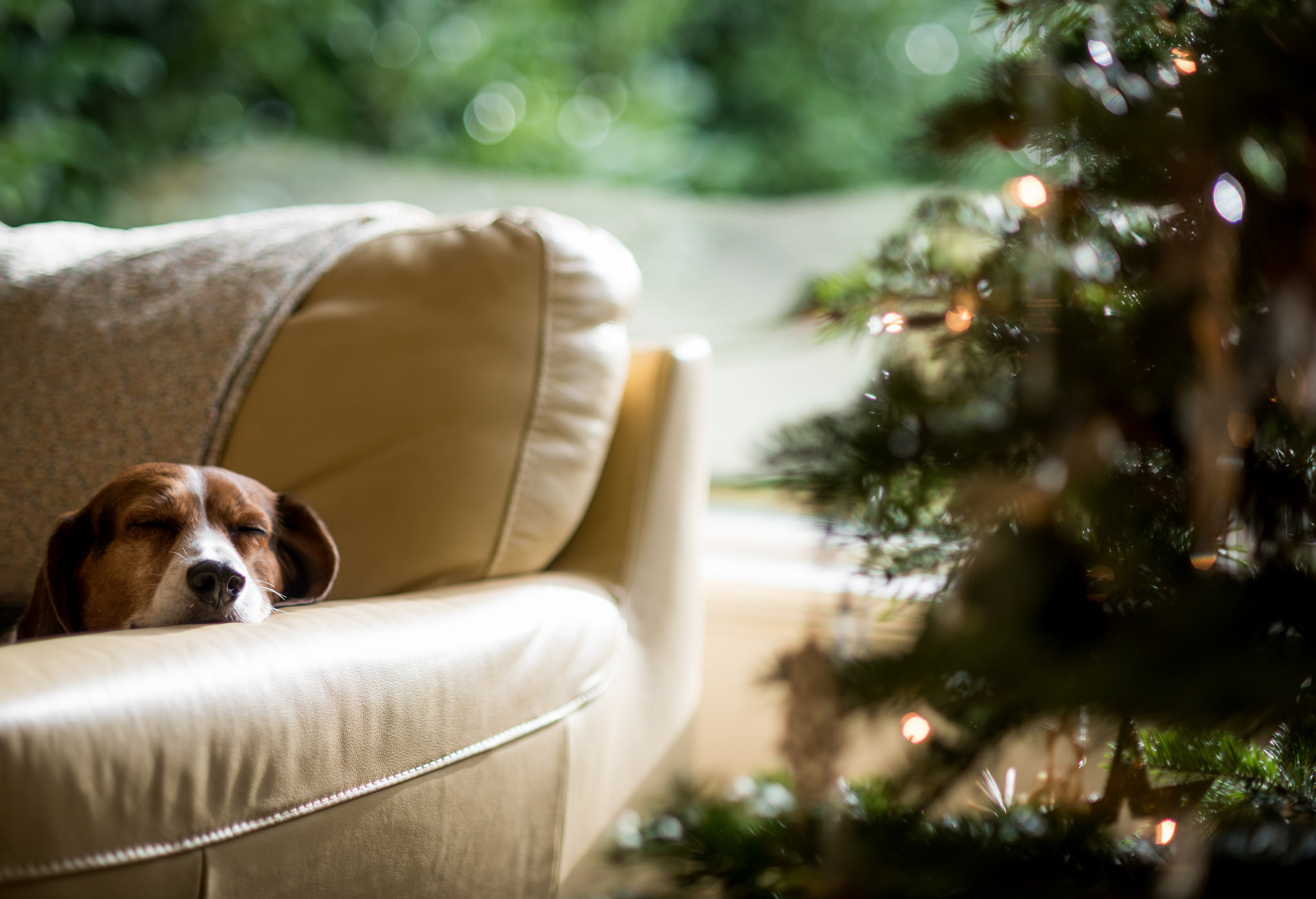 Обои новый год, елка, собака, спит, new year, tree, dog, sleeping разрешение 2048x1400 Загрузить