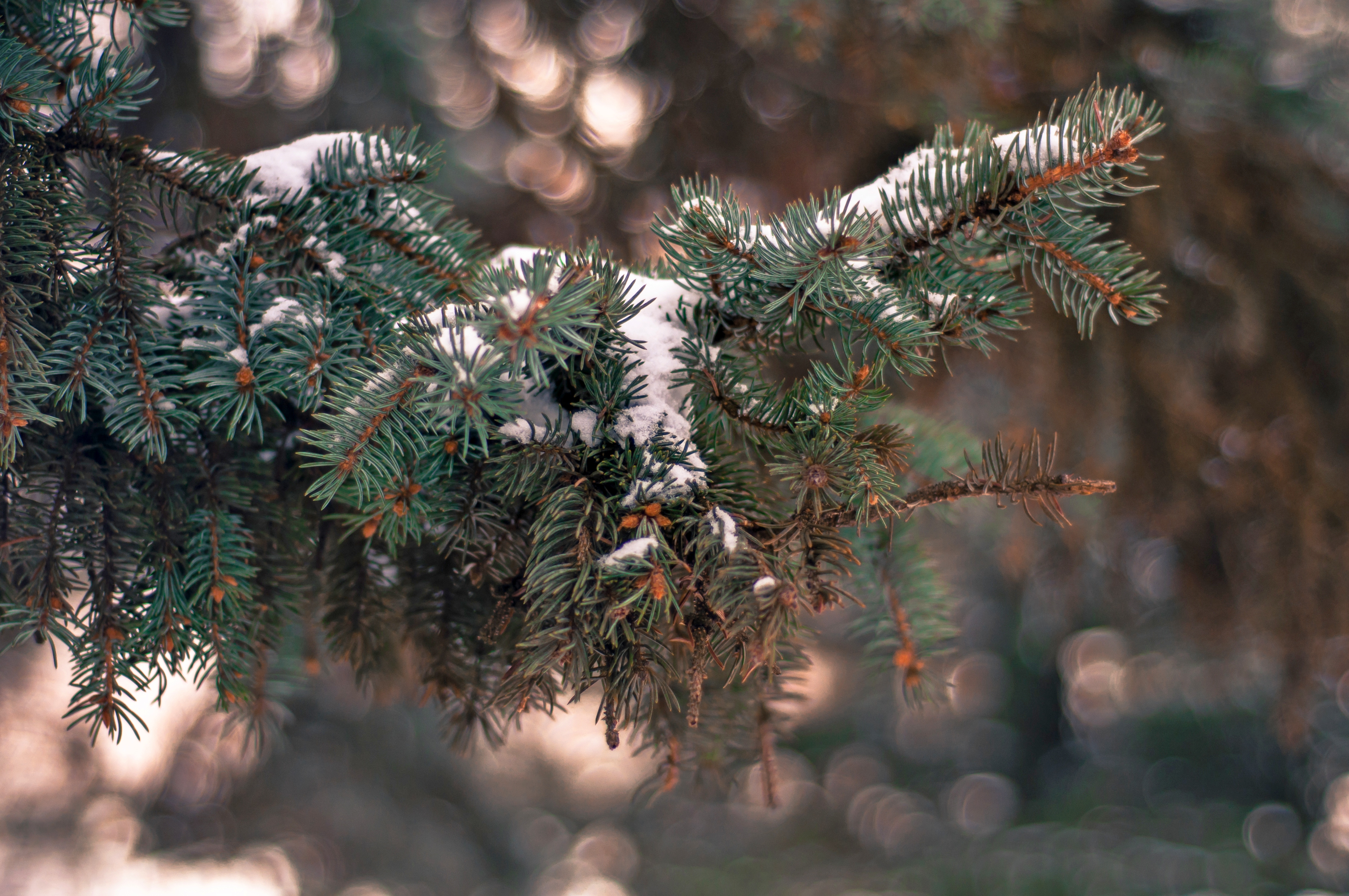 Обои снег, елка, хвоя, зима, ветки, иголки, snow, tree, needles, winter, branches разрешение 4288x2848 Загрузить