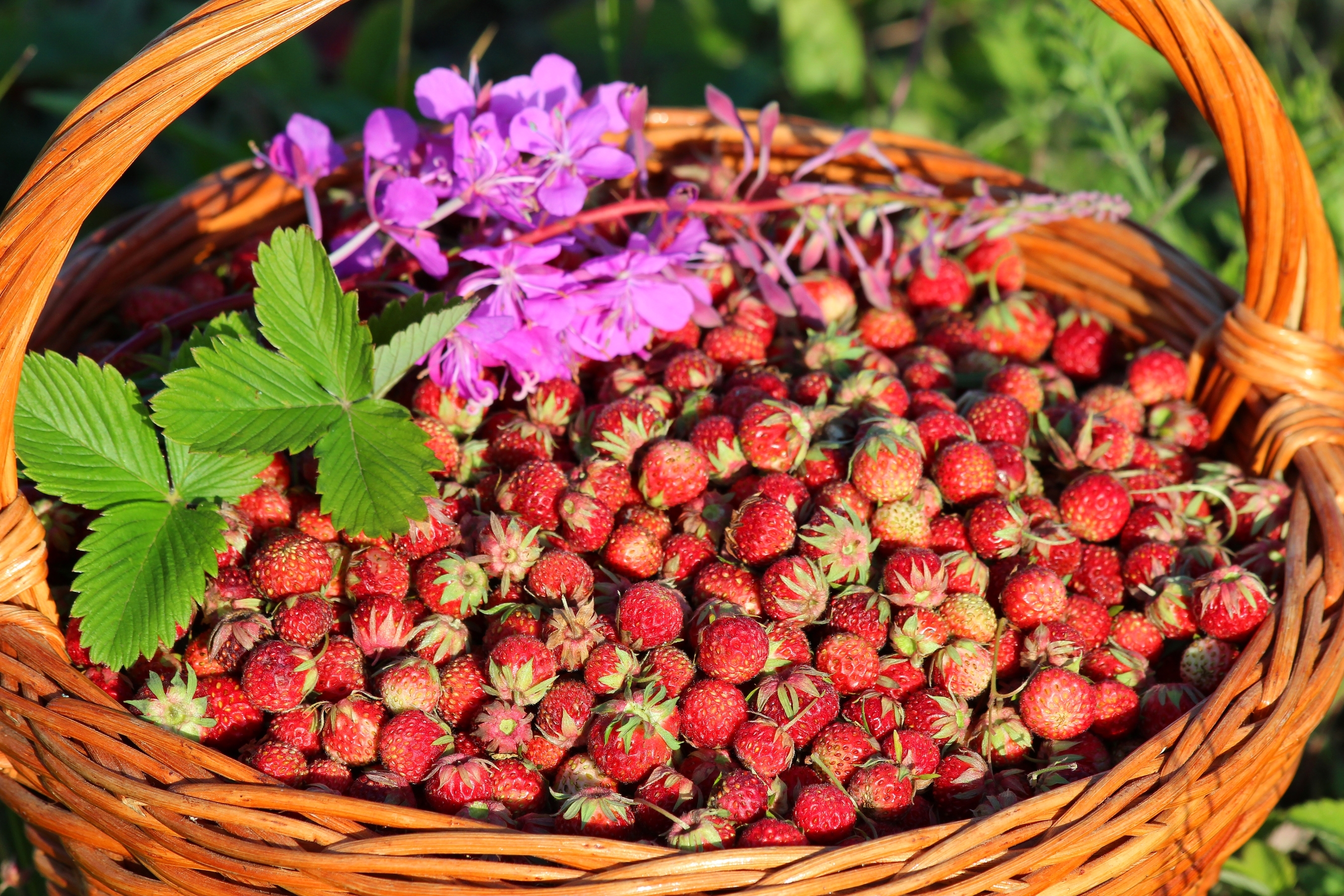 Обои клубника, корзина, ягоды, луговая, strawberry, basket, berries, meadow разрешение 2700x1800 Загрузить