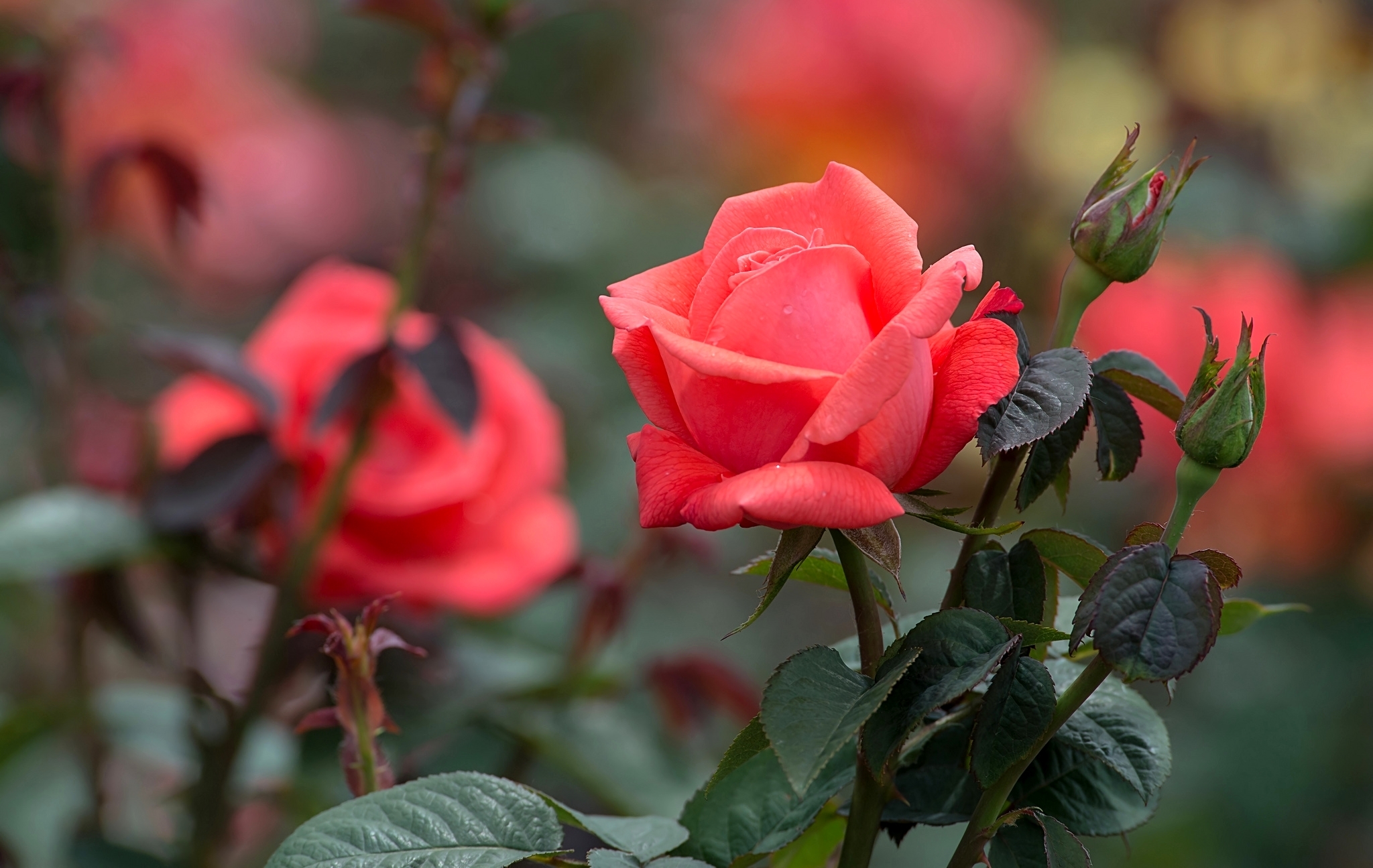 Обои роза, лепестки, бутон, rose, petals, bud разрешение 2048x1295 Загрузить