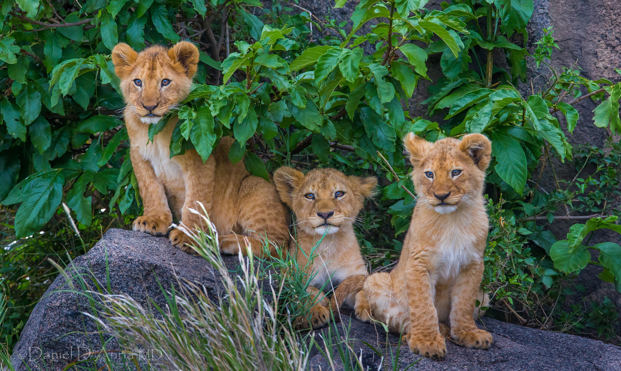 Обои львы, малыши, львята, трио, lions, kids, the cubs, trio разрешение 2048x1225 Загрузить
