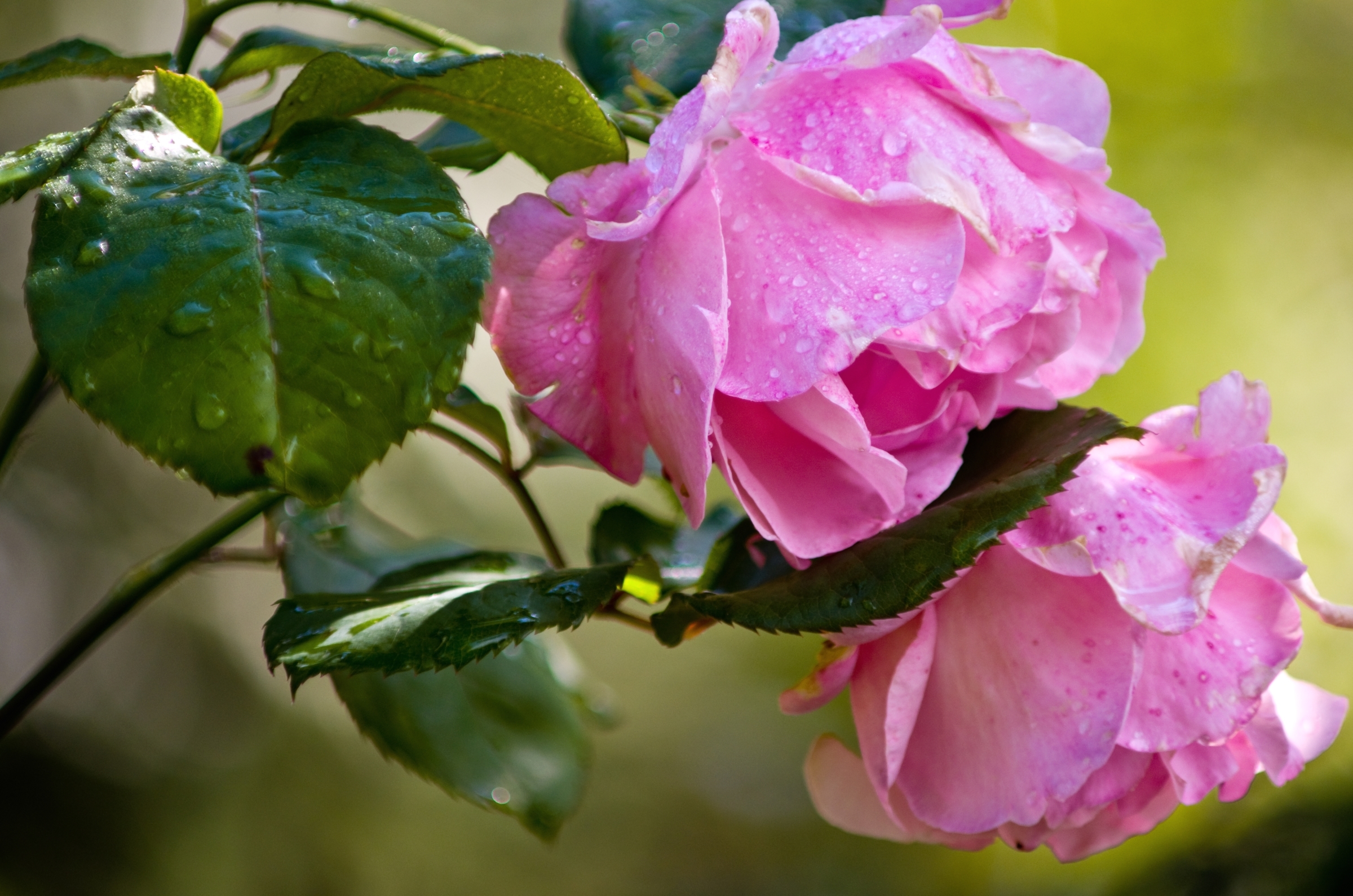 Обои бутоны, розы, розовые, buds, roses, pink разрешение 2400x1590 Загрузить