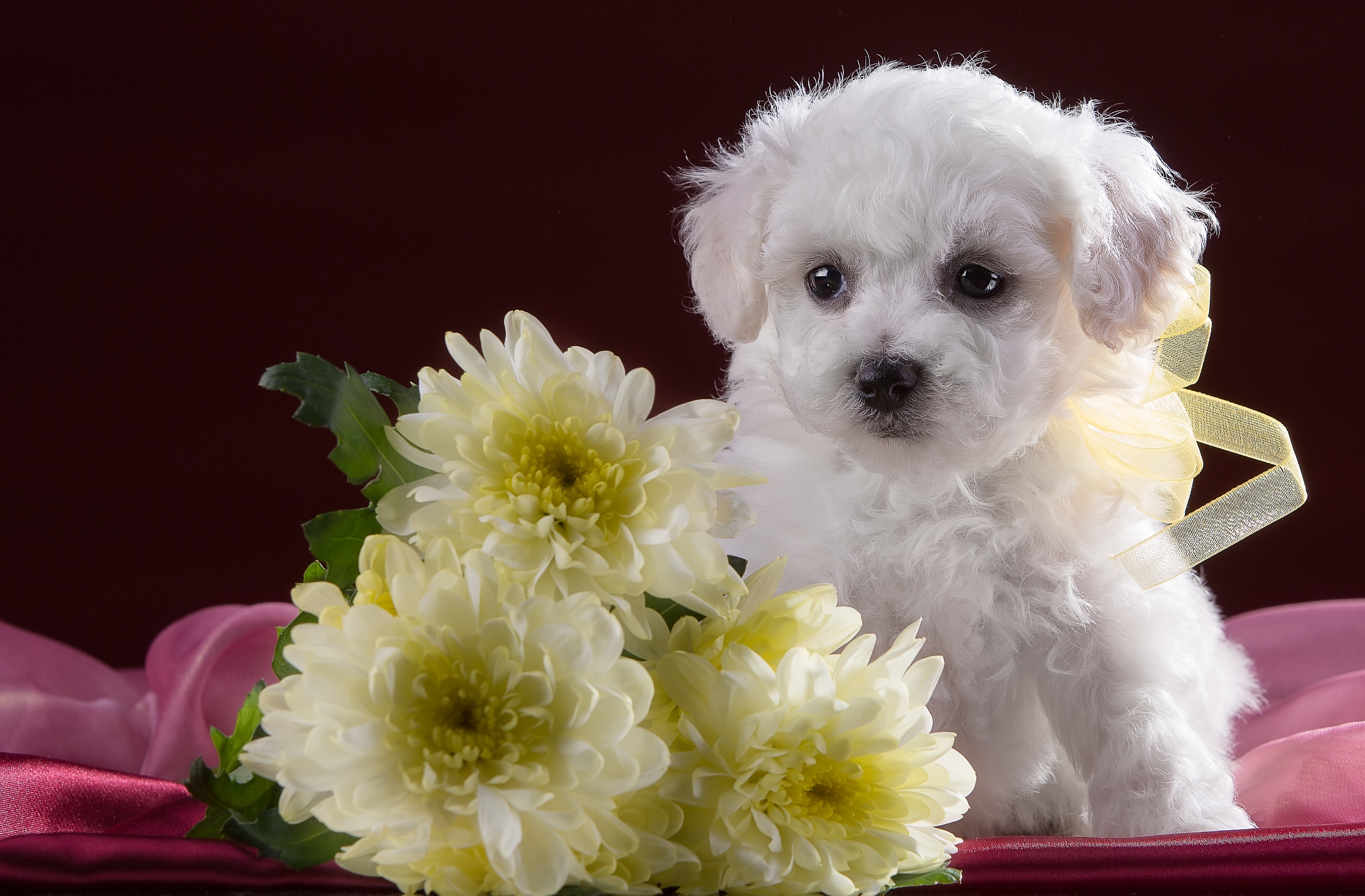 Обои цветы, белый, собака, щенок, хризантемы, милый, бишон фризе, flowers, white, dog, puppy, chrysanthemum, cute, bichon frise разрешение 2902x1905 Загрузить