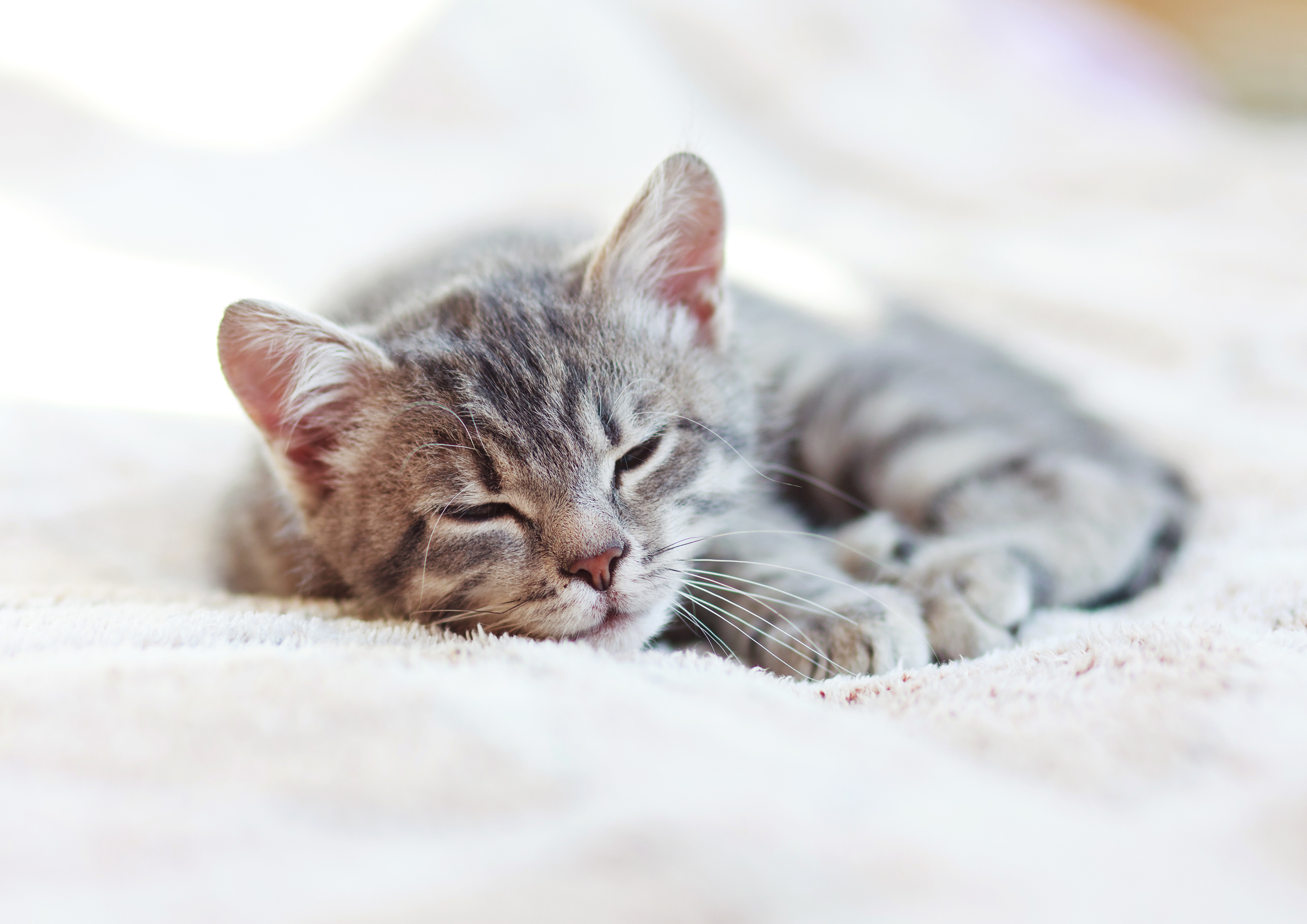 Обои кот, кошка, котенок, спит, дом, котята, дремлет, cat, kitty, sleeping, house, kittens, sleep разрешение 3600x2545 Загрузить