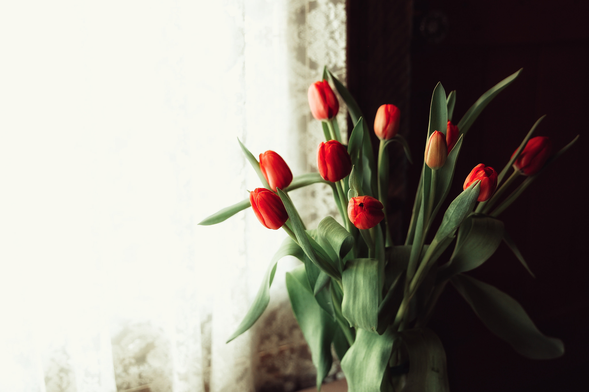 Обои цветы, фон, тюльпаны, flowers, background, tulips разрешение 2048x1365 Загрузить