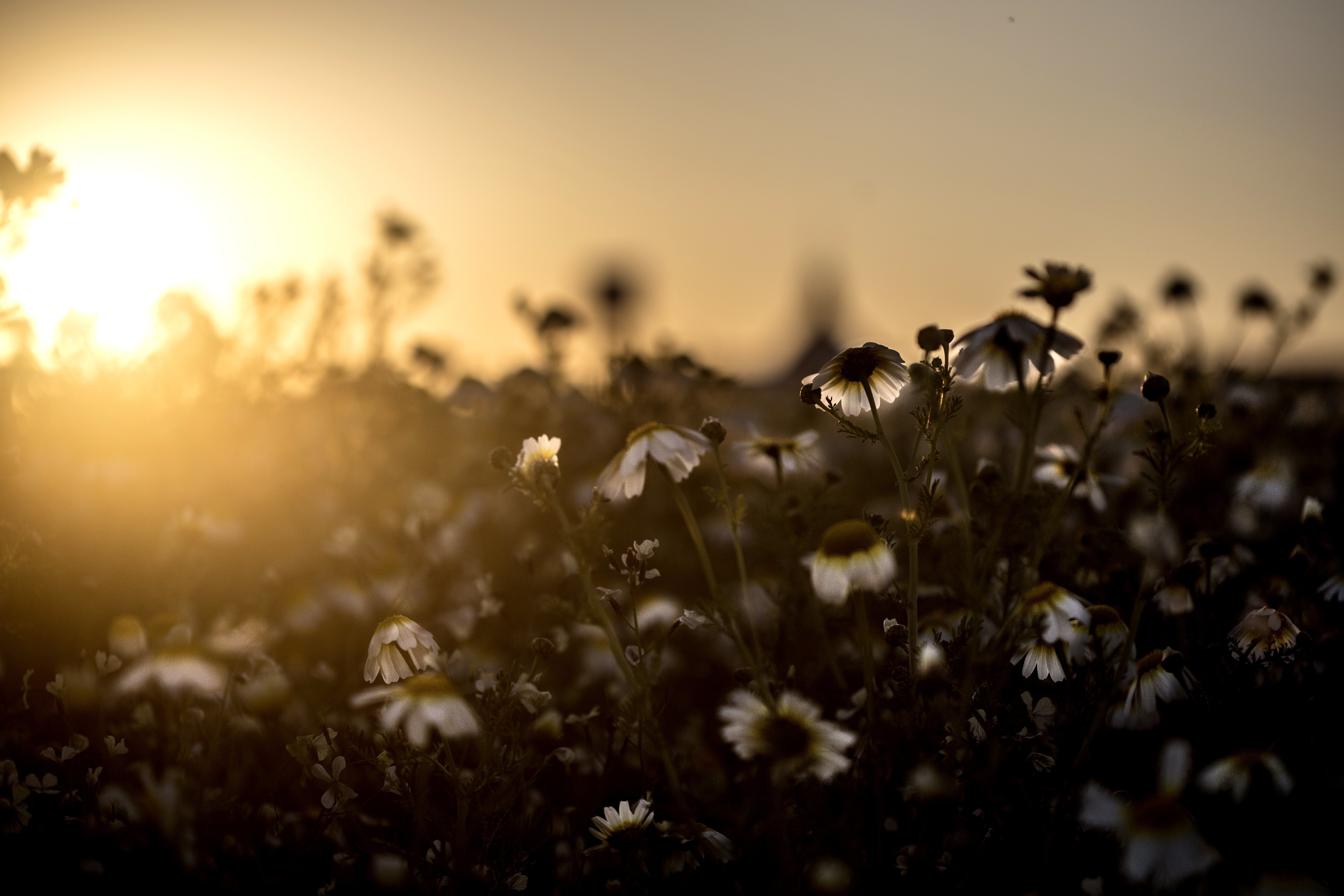 Обои свет, цветы, поле, луг, ромашки, light, flowers, field, meadow, chamomile разрешение 5472x3648 Загрузить