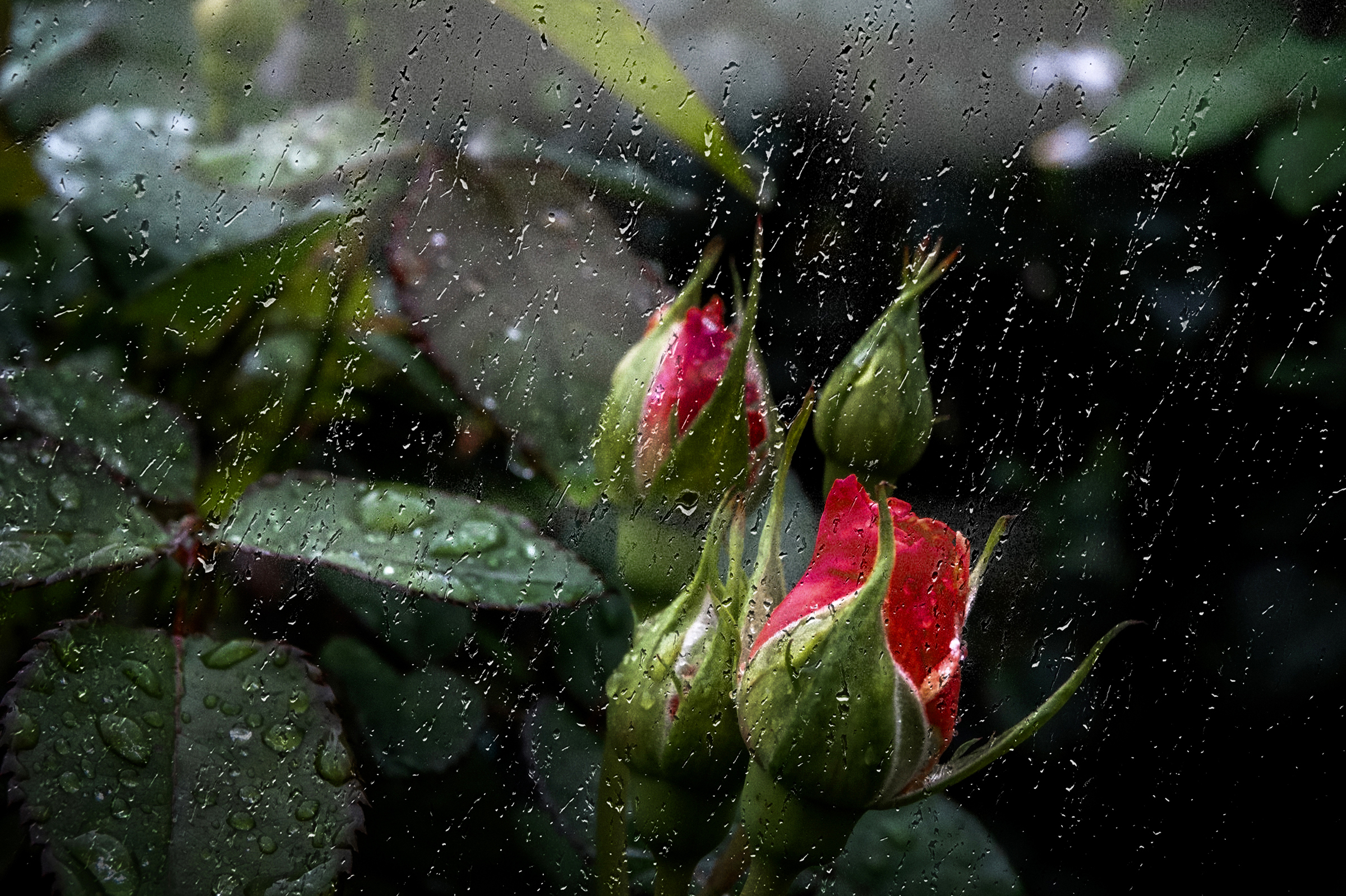 Обои цветы, бутоны, капли, розы, дождь, роз, цветком, flowers, buds, drops, roses, rain, flower разрешение 2400x1598 Загрузить
