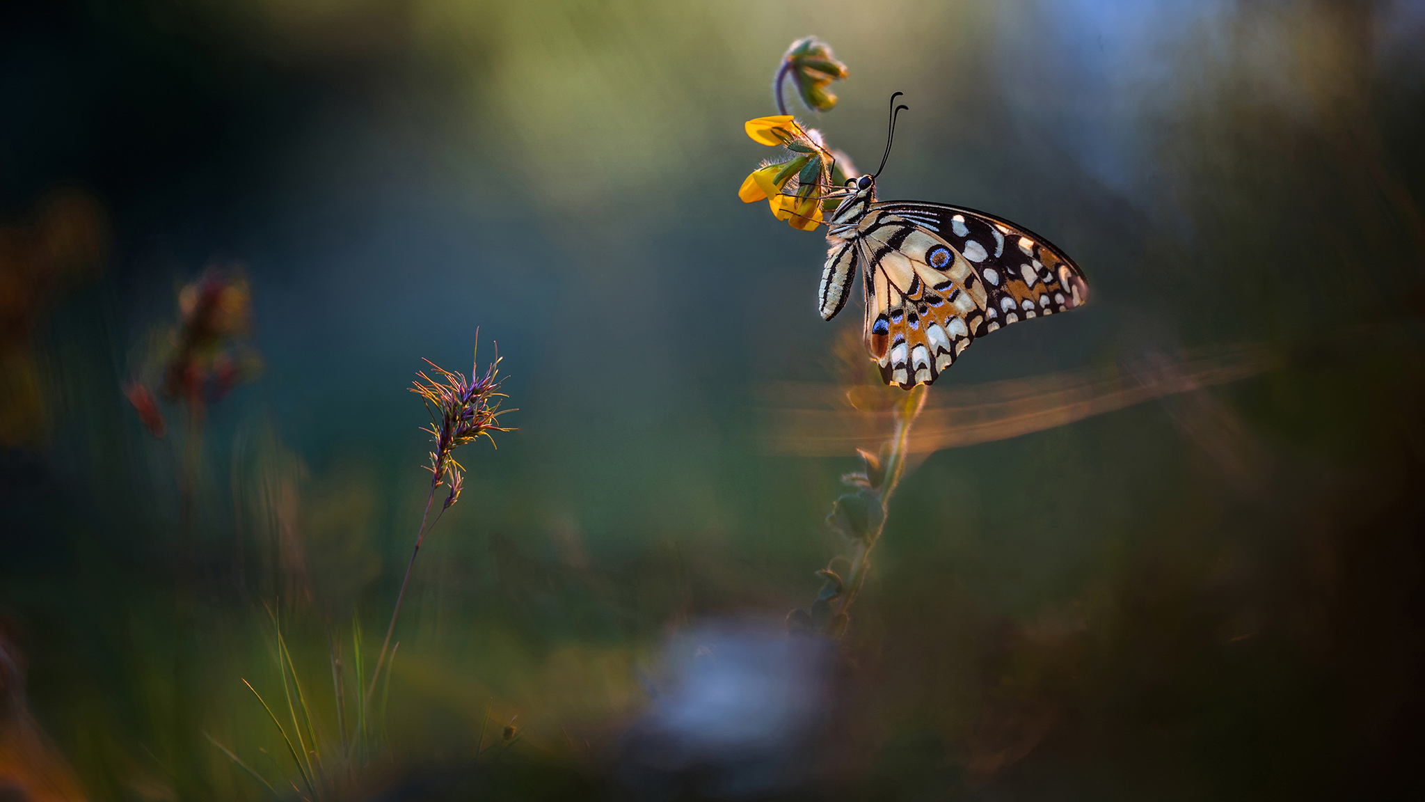 Обои макро, насекомое, фон, бабочка, поляна, macro, insect, background, butterfly, glade разрешение 2048x1152 Загрузить