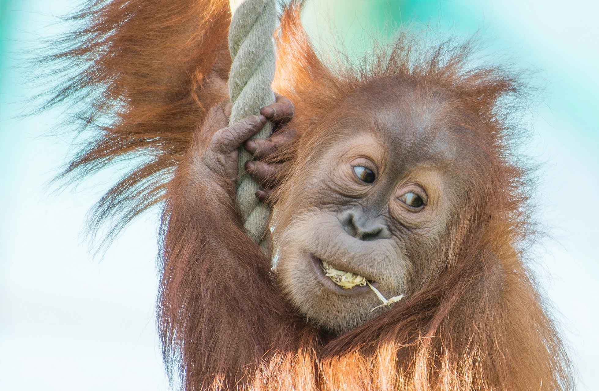 Обои канат, обезьяна, детеныш, орангутан, суматранский орангутан, rope, monkey, cub, orangutan, sumatran orangutan разрешение 1958x1279 Загрузить