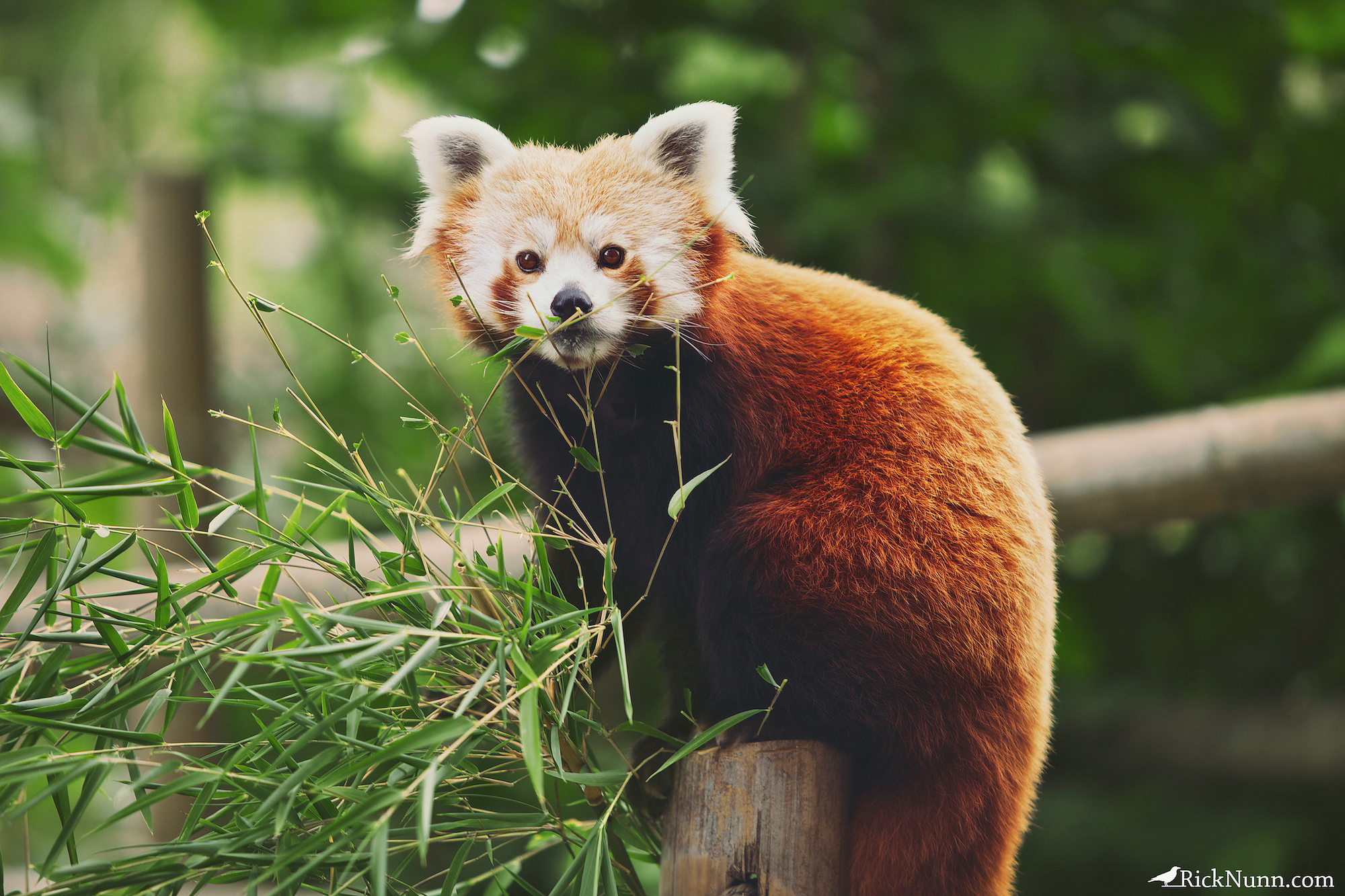 Обои ветки, листва, бамбук, фаерфокс, красная панда, branches, foliage, bamboo, firefox, red panda разрешение 2000x1333 Загрузить