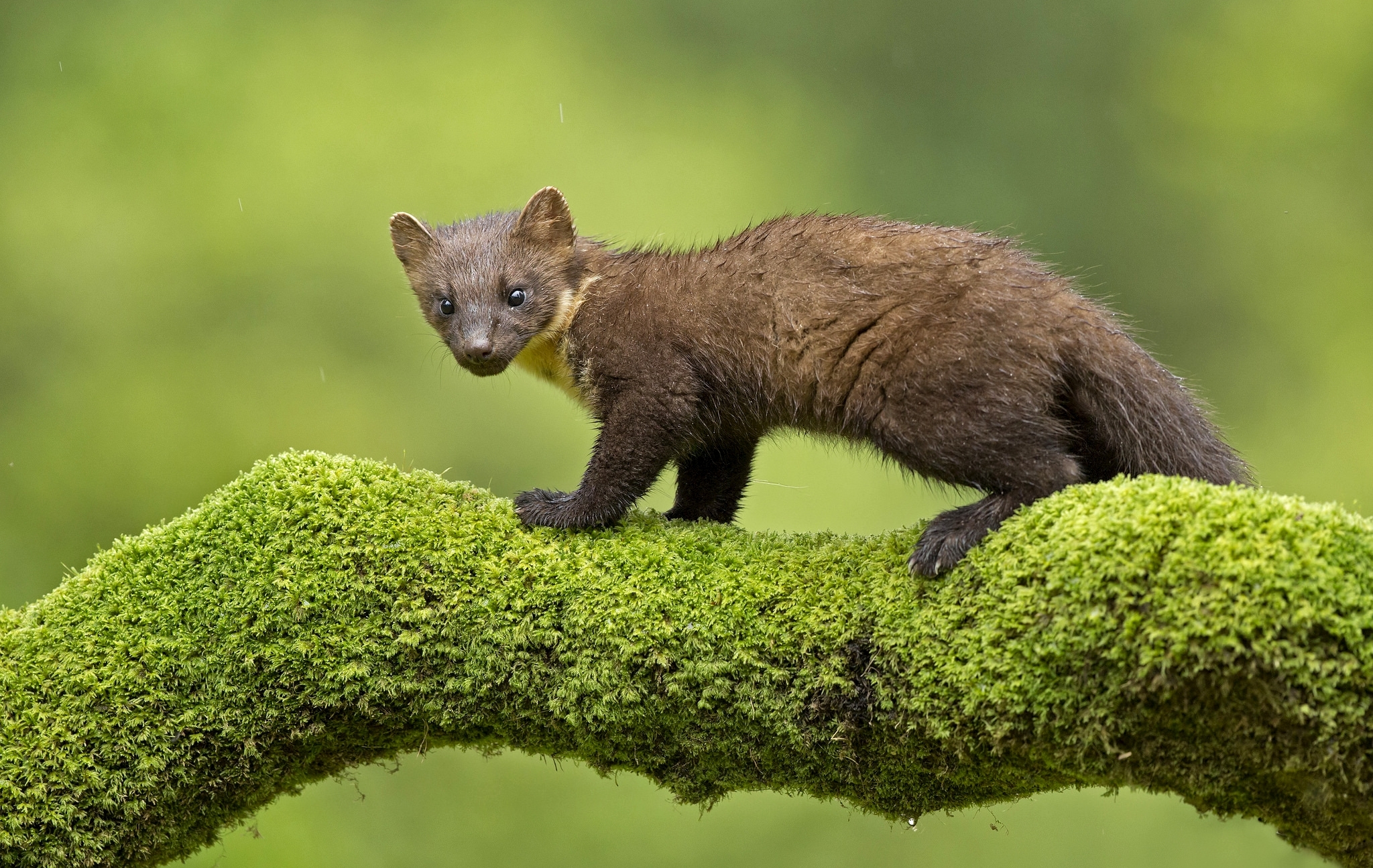 Обои ветка, мох, зверек, куница, branch, moss, animal, marten разрешение 2048x1295 Загрузить