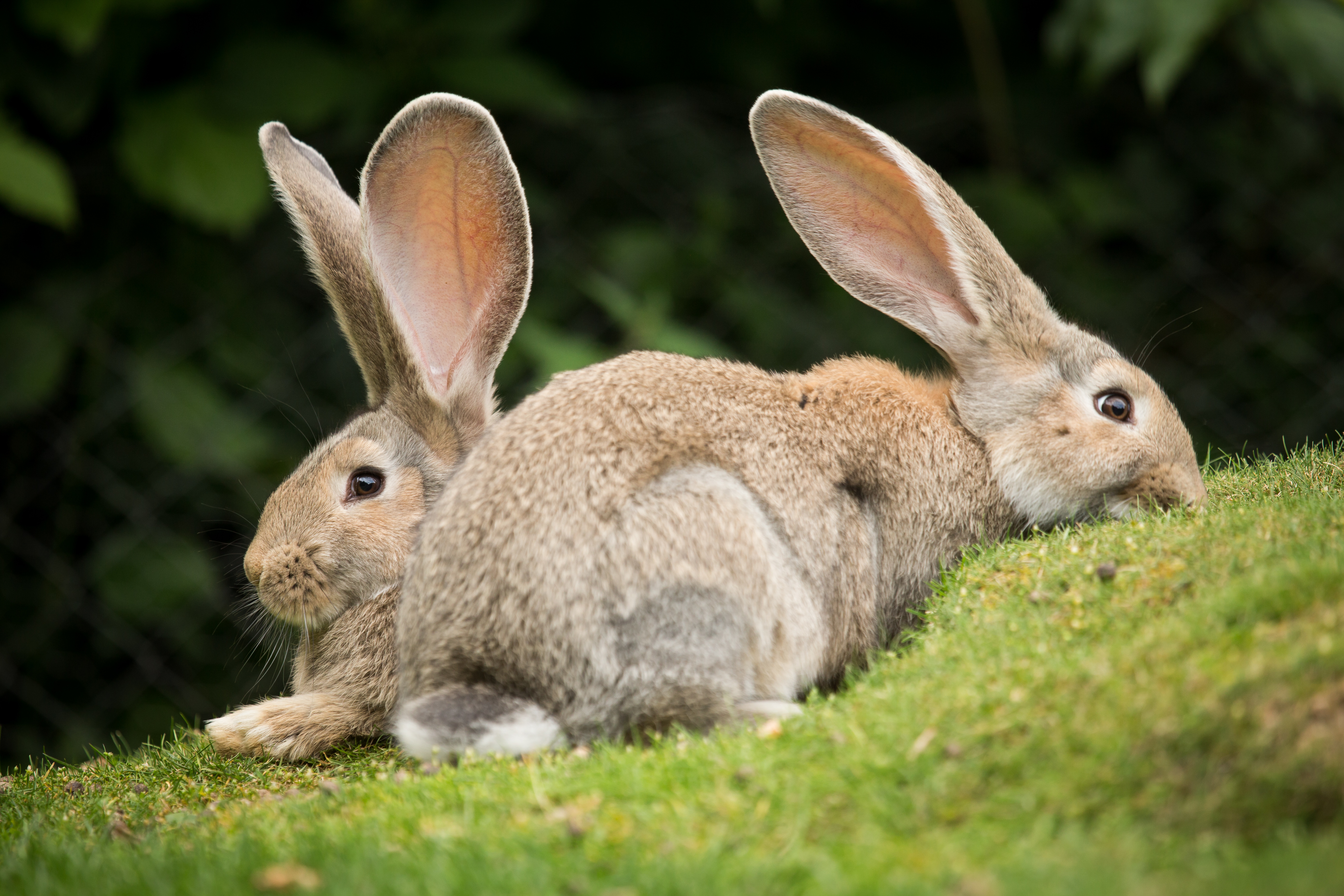 Обои трава, пара, кролики, grass, pair, rabbits разрешение 5184x3456 Загрузить