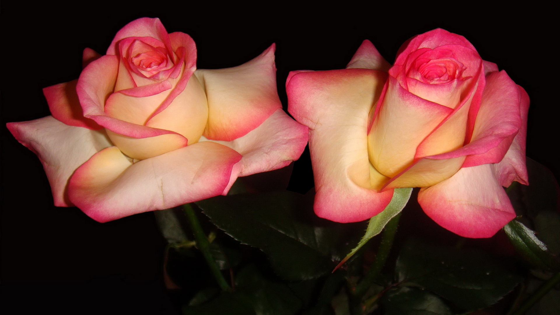 Обои цветы, фон, розы, бутон, черный фон, flowers, background, roses, bud, black background разрешение 1920x1080 Загрузить