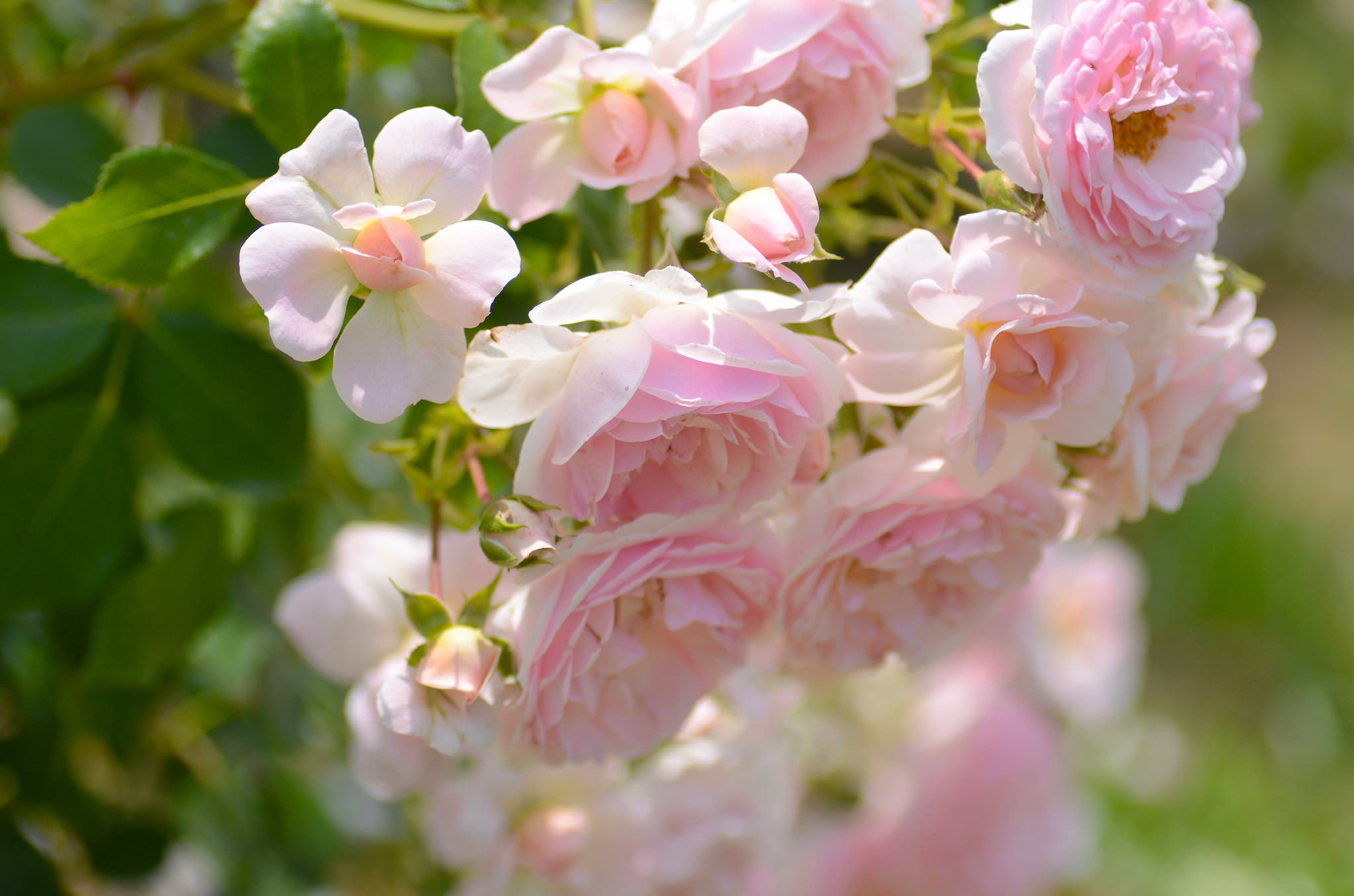 Обои макро, розы, лепестки, бутончики, macro, roses, petals, buds разрешение 2048x1356 Загрузить