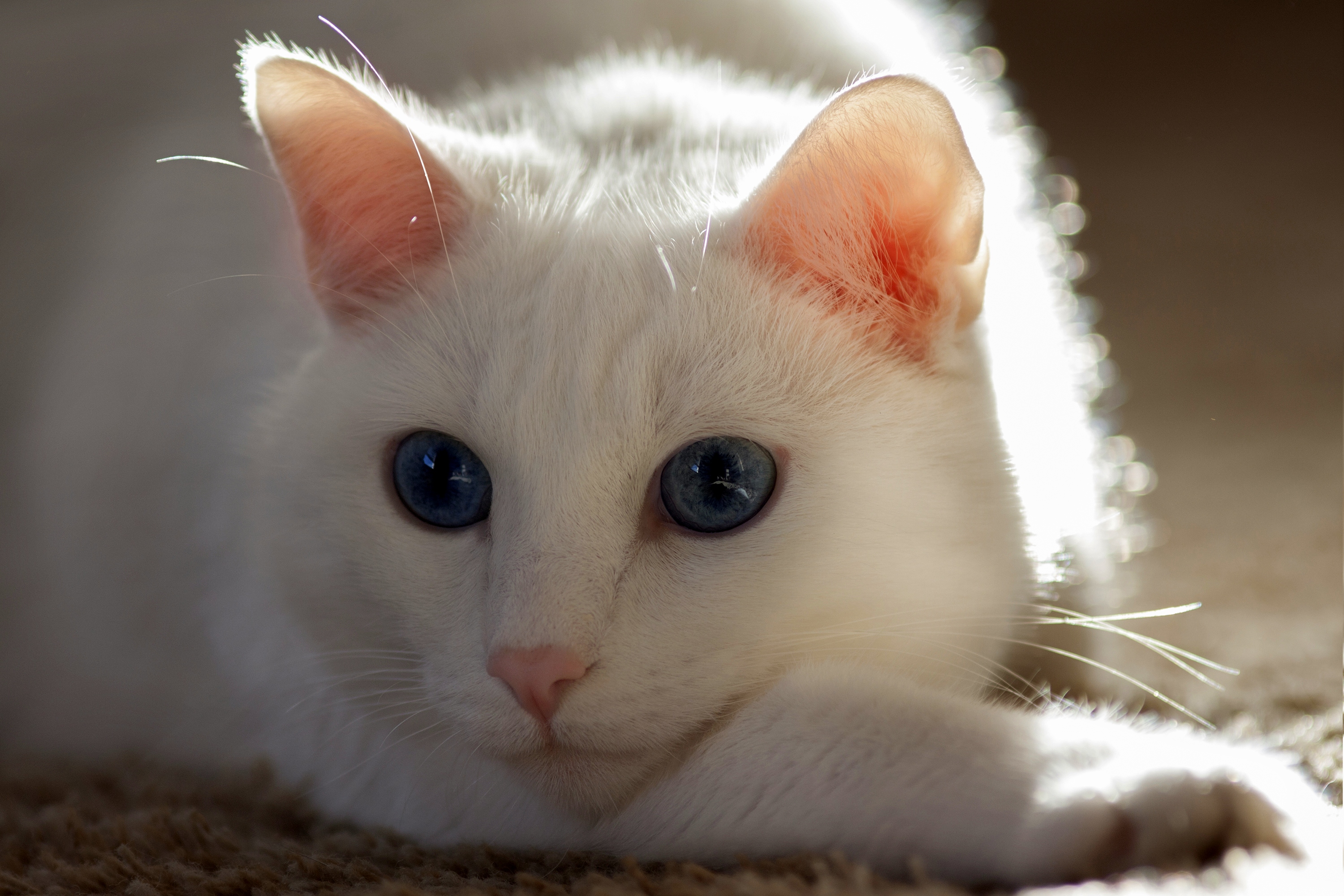 кот с красивыми глазами фото