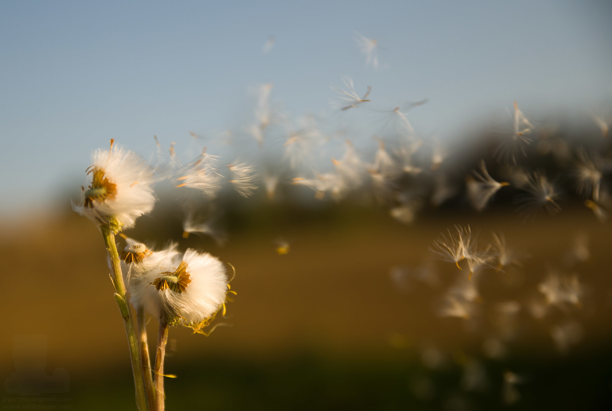 Обои поле, семена, растение, пух, былинки, life is a breath, oсот, field, seeds, plant, fluff, blade, sow thistle разрешение 2048x1375 Загрузить