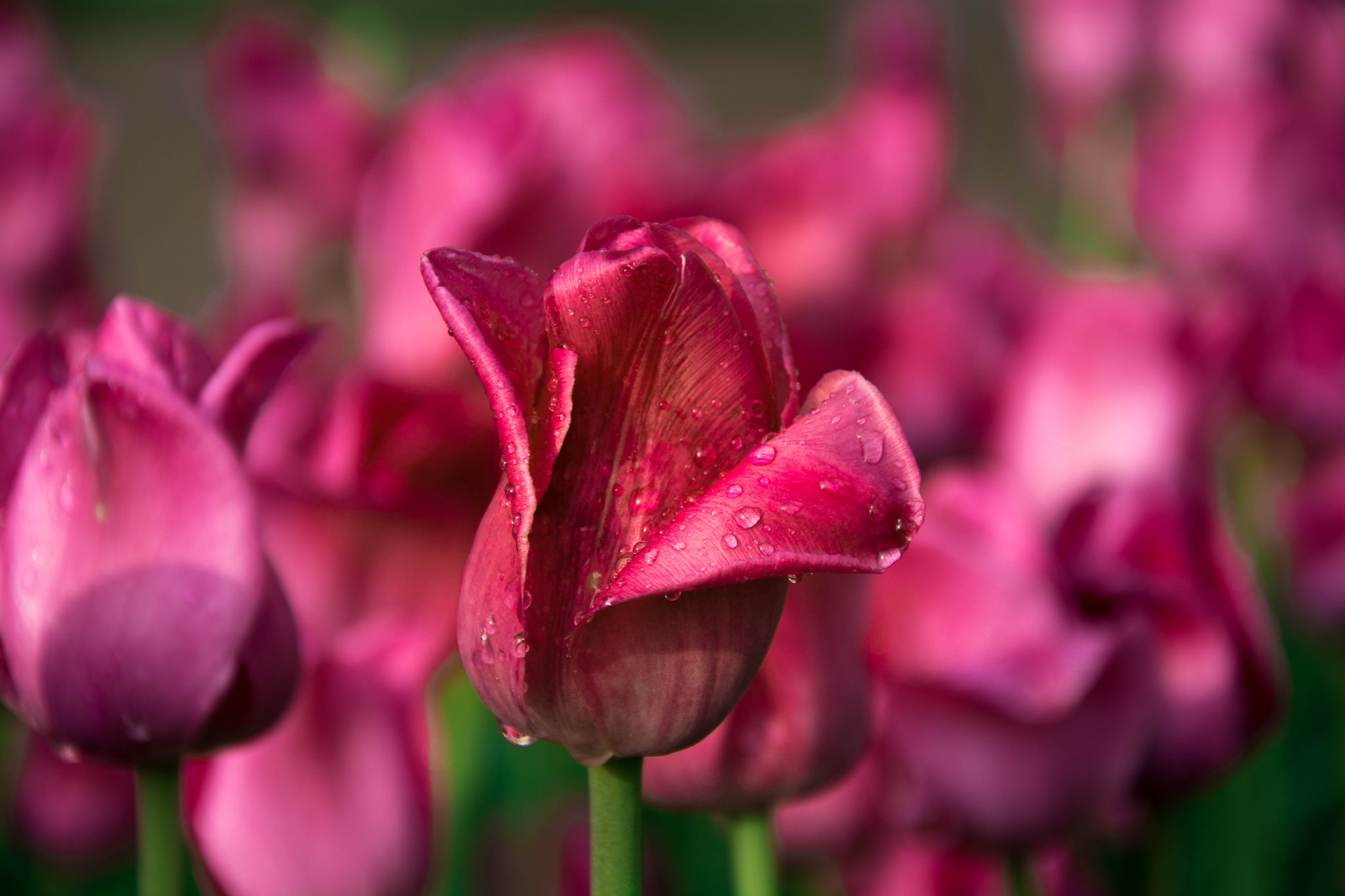 Обои цветы, капли, тюльпаны, flowers, drops, tulips разрешение 2048x1365 Загрузить