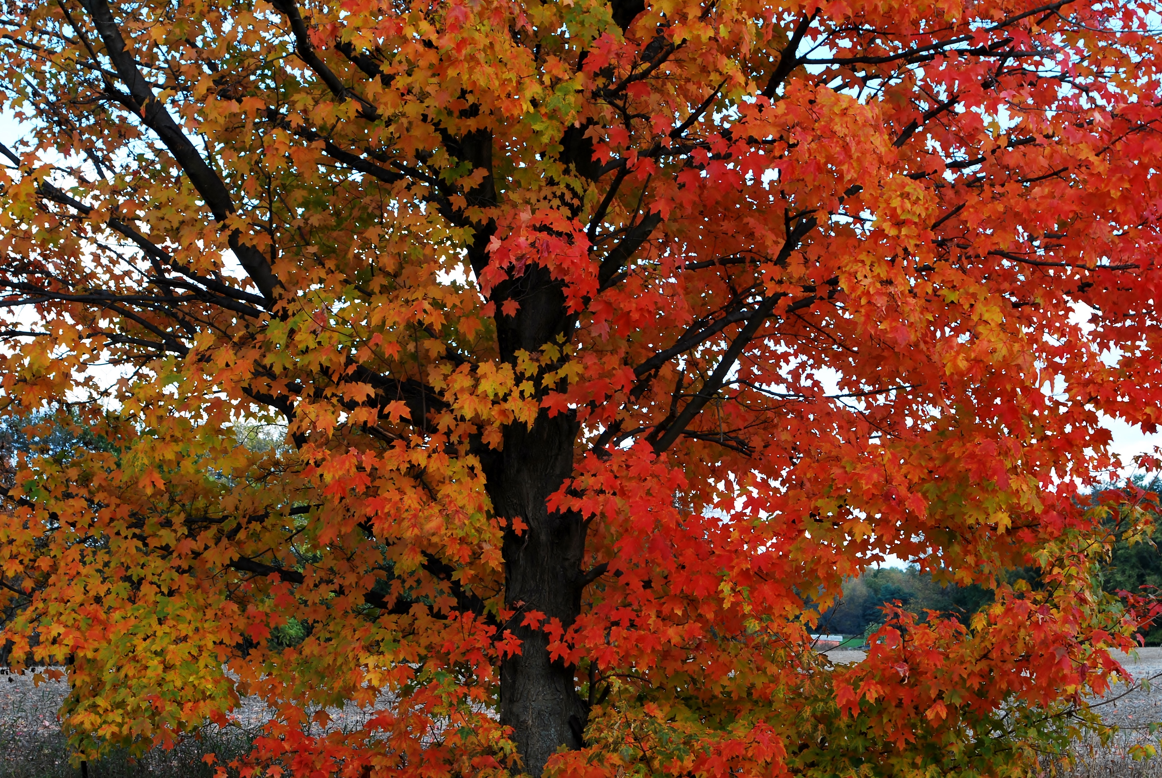 Обои дерево, листья, осень, расцветка, опадают, осен,  листья,     дерево, tree, leaves, autumn, colors, fall разрешение 3872x2592 Загрузить