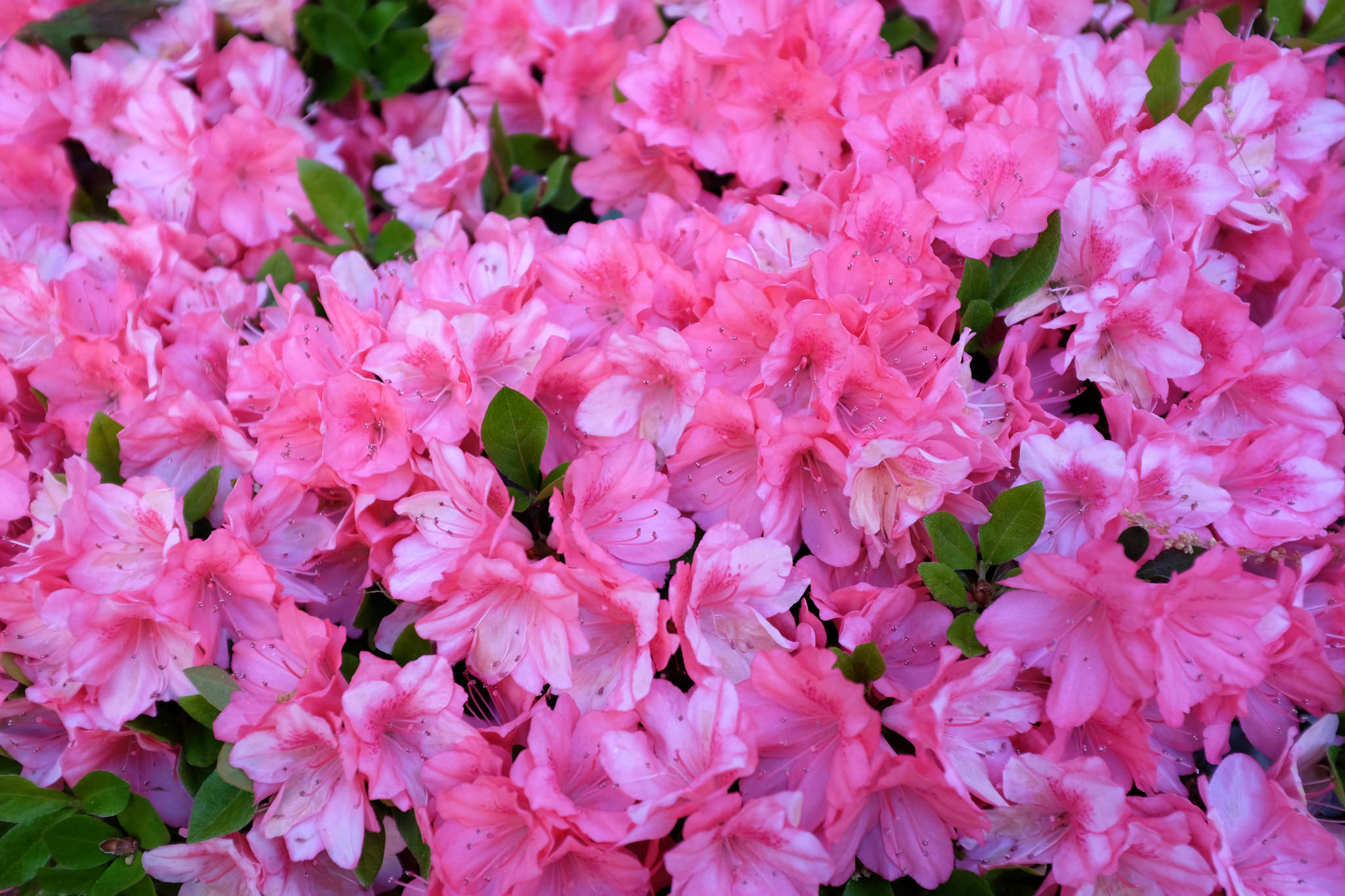 Обои цветы, розовые, азалия, рододендрон, flowers, pink, azalea, rhododendron разрешение 2048x1365 Загрузить