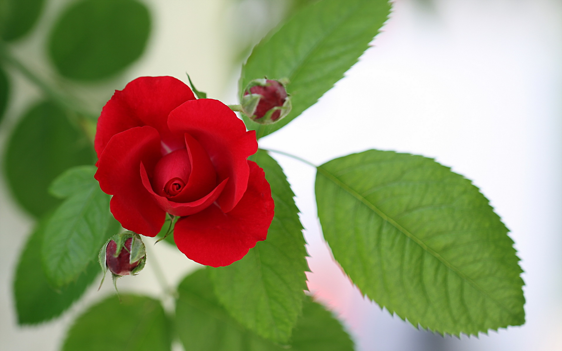Обои цветок, роза, красная, rot, цветком, flower, rose, red разрешение 1920x1200 Загрузить