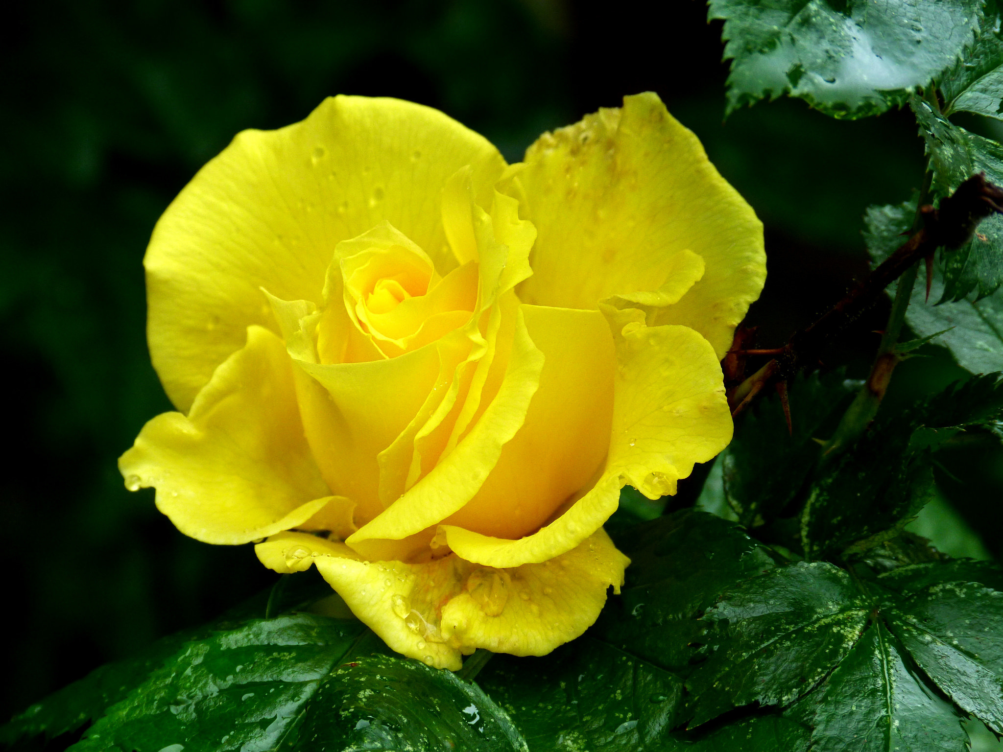 Обои роза, бутон, жёлтая, rose, bud, yellow разрешение 2048x1536 Загрузить