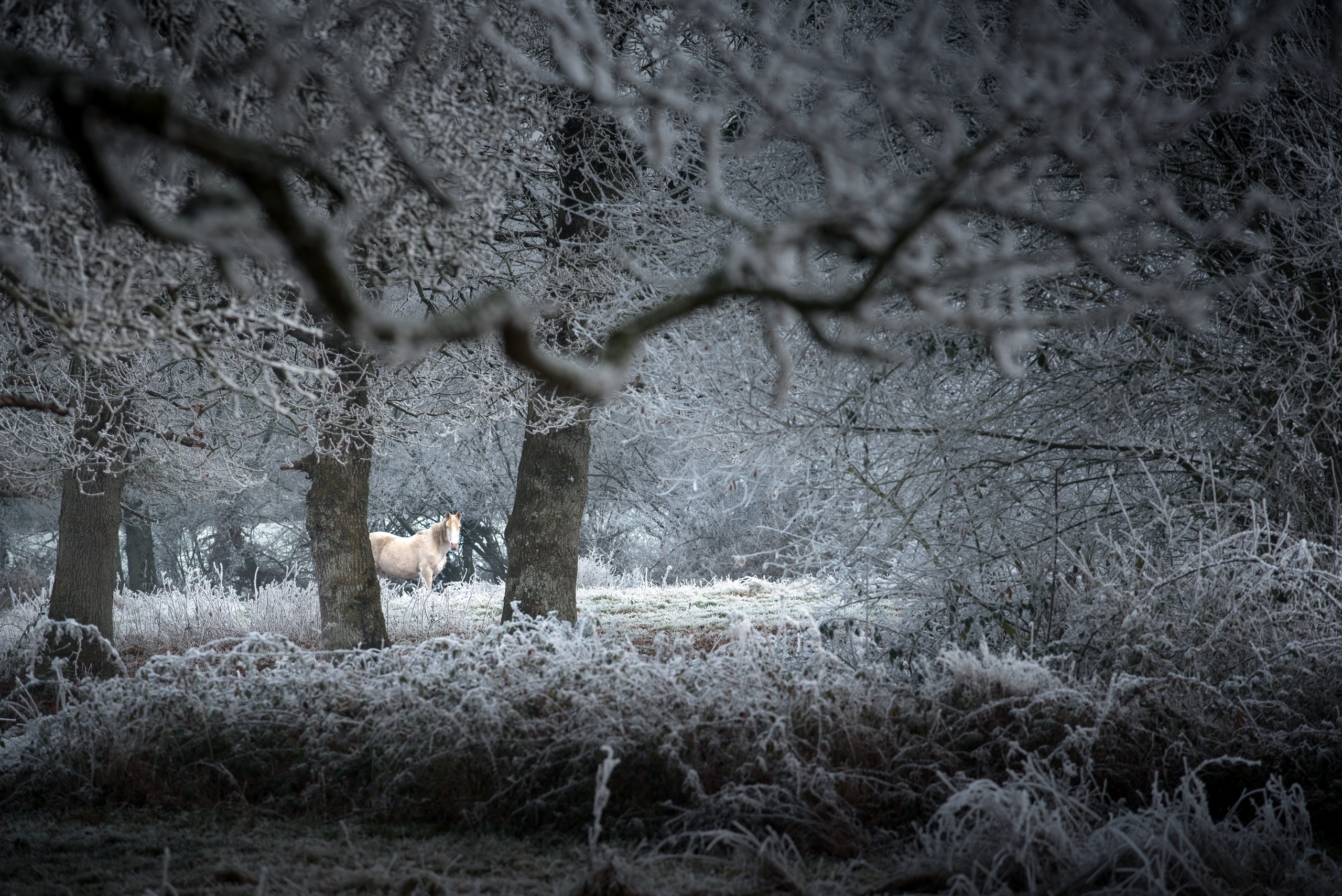 Обои природа, зима, конь, nature, winter, horse разрешение 2560x1709 Загрузить