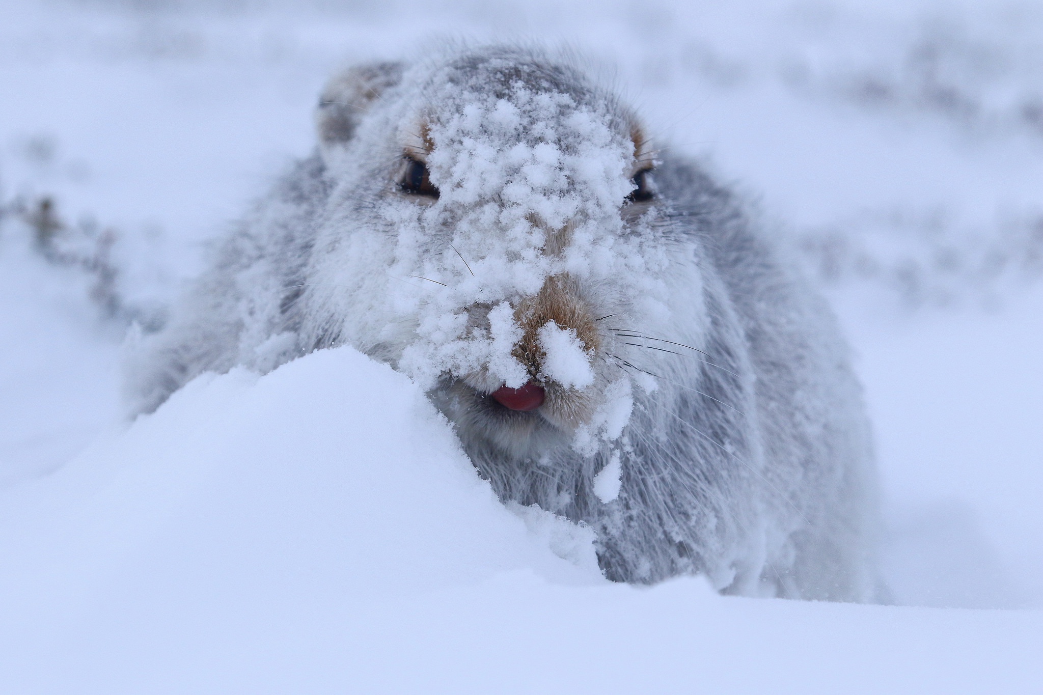 Обои снег, зима, мордочка, взгляд, заяц, заяц белый, заяц-беляк, snow, winter, muzzle, look, hare, hare white разрешение 2048x1365 Загрузить