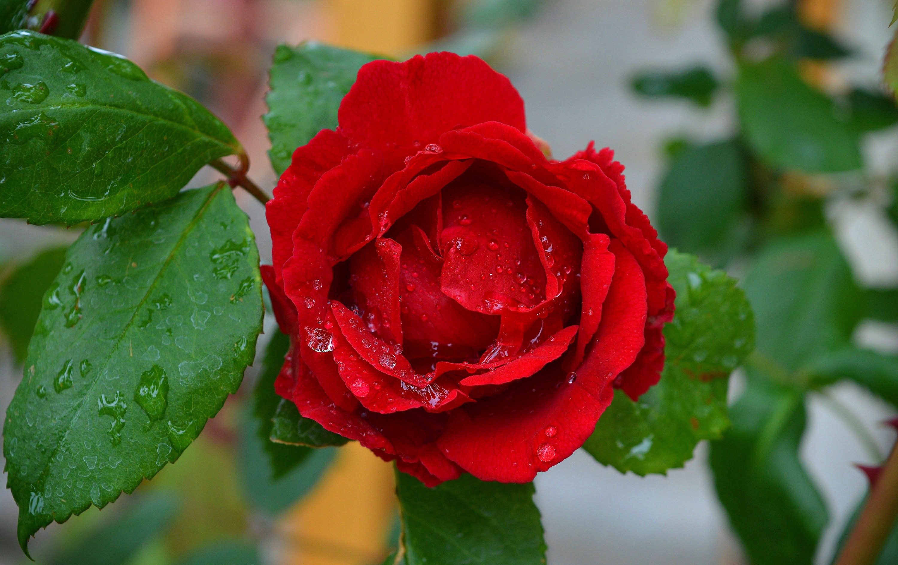 Обои капли, роза, красная, красная роза, drops, rose, red, red rose разрешение 3000x1887 Загрузить