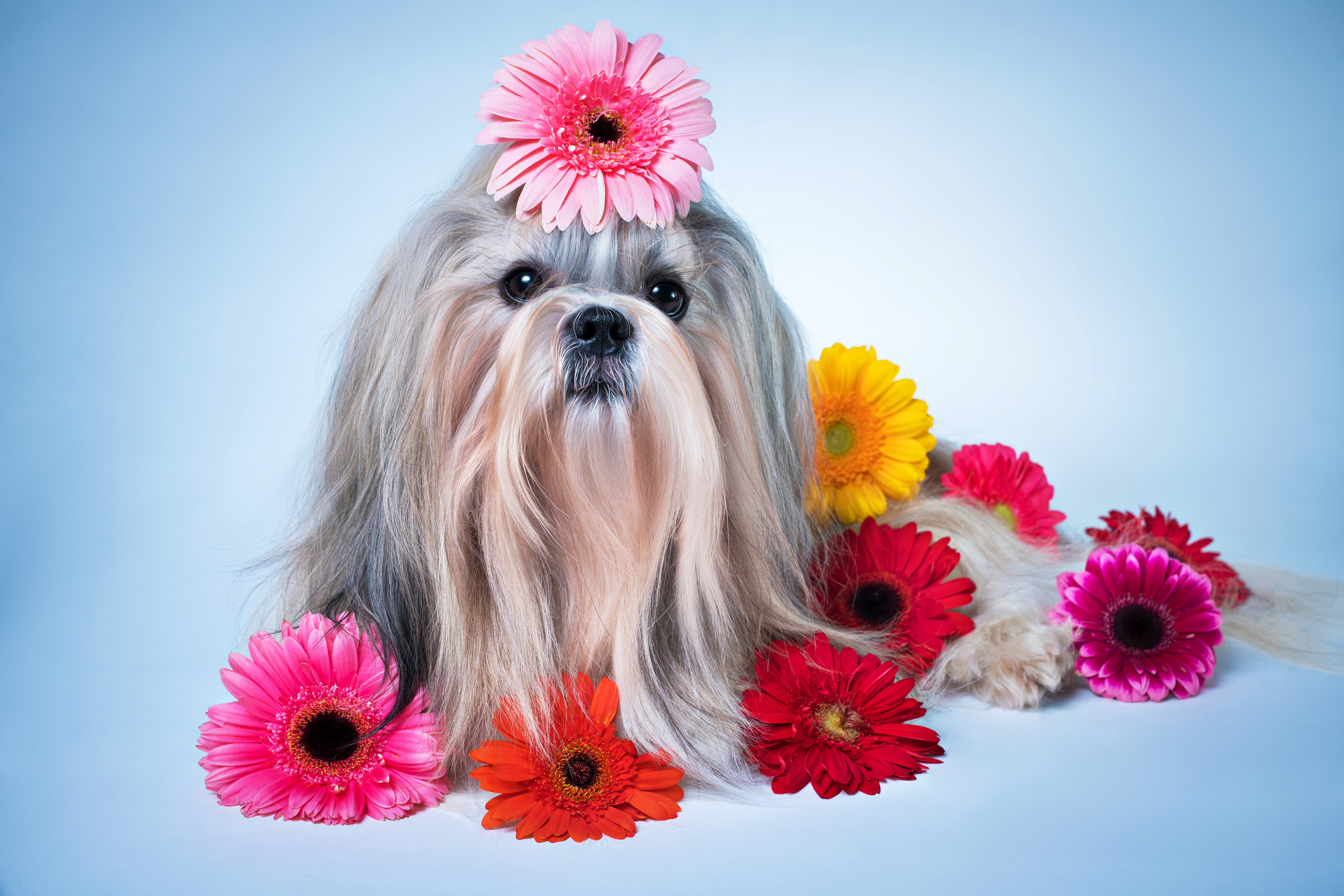 Обои цветы, собака, песики, герберы, ши-тцу, gerberas, flowers, dog, dogs, gerbera, shih tzu разрешение 6800x4536 Загрузить