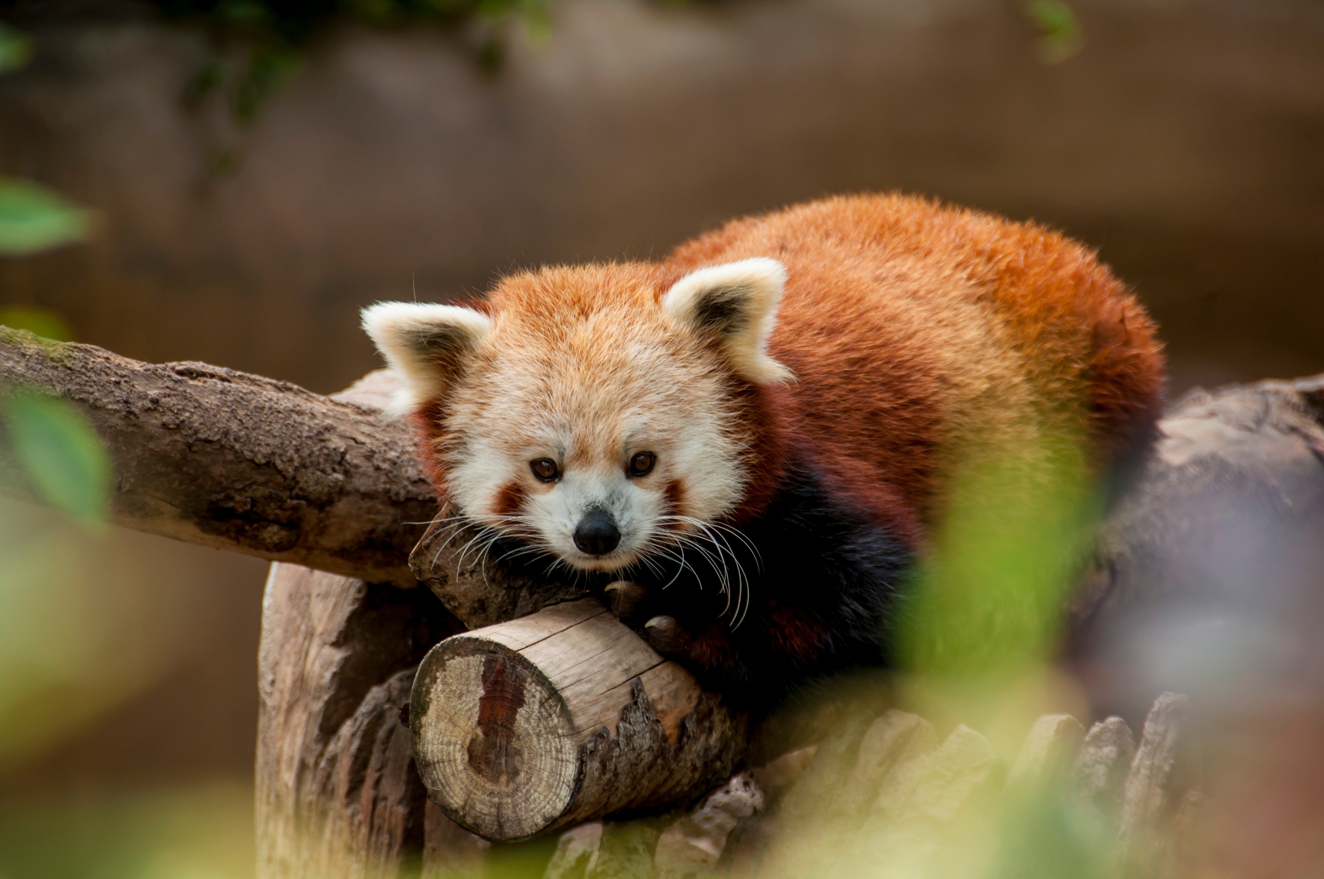 Обои животные, красная панда, зоопарк, малая панда, animals, red panda, zoo разрешение 4288x2848 Загрузить