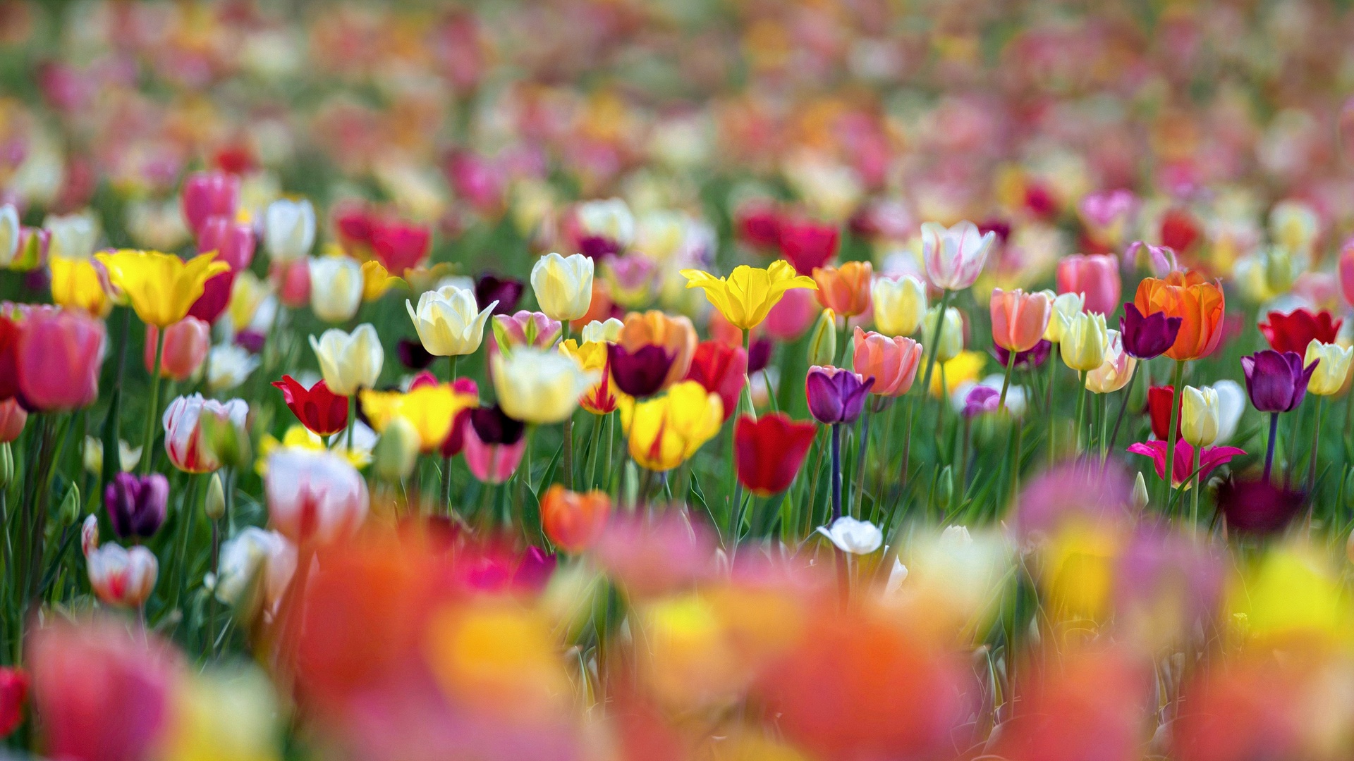 Обои цветы, разноцветные, весна, тюльпаны, боке, flowers, colorful, spring, tulips, bokeh разрешение 1920x1080 Загрузить