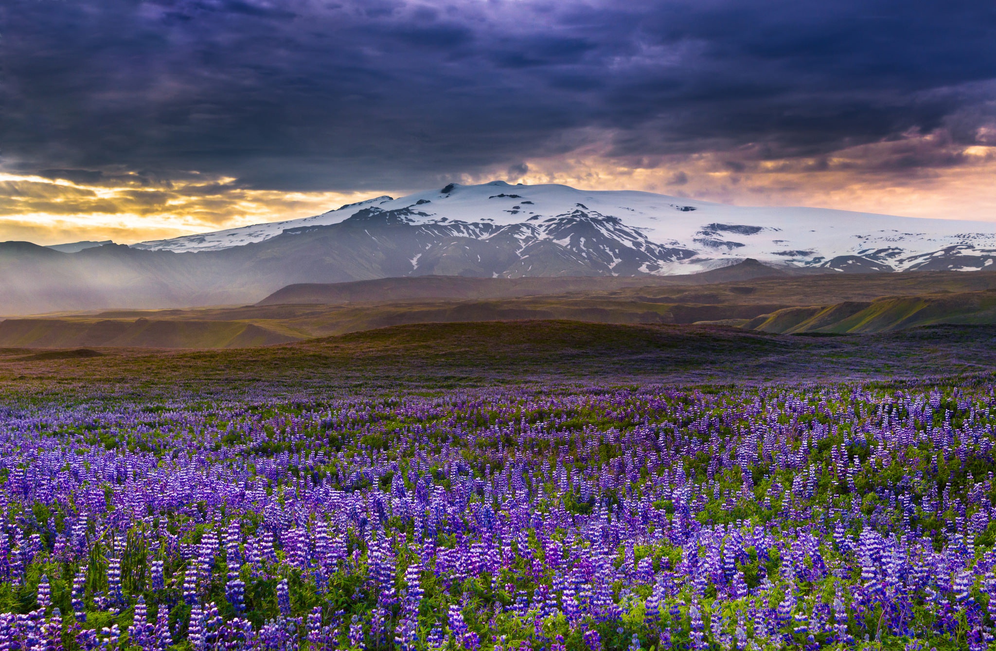 Обои цветы, горы, луг, исландия, люпины, rangarvallasysla, flowers, mountains, meadow, iceland, lupins разрешение 2048x1338 Загрузить