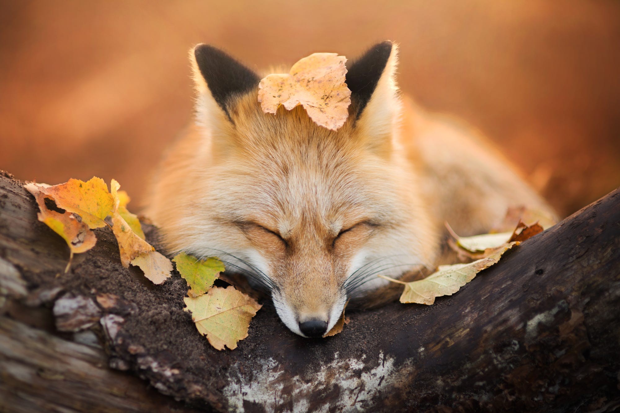 Обои природа, листва, осень, лиса, лисица, закрытые глаза, iza łysoń, nature, foliage, autumn, fox, closed eyes разрешение 2000x1334 Загрузить