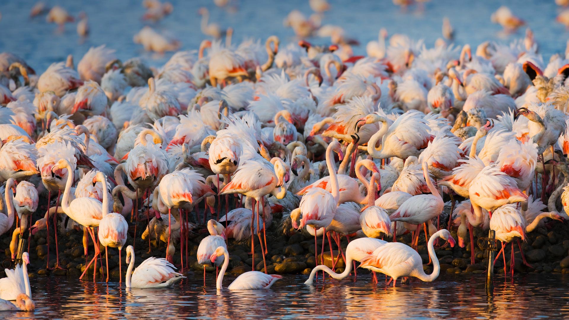 Обои вода, фламинго, птицы, стая, water, flamingo, birds, pack разрешение 1920x1080 Загрузить