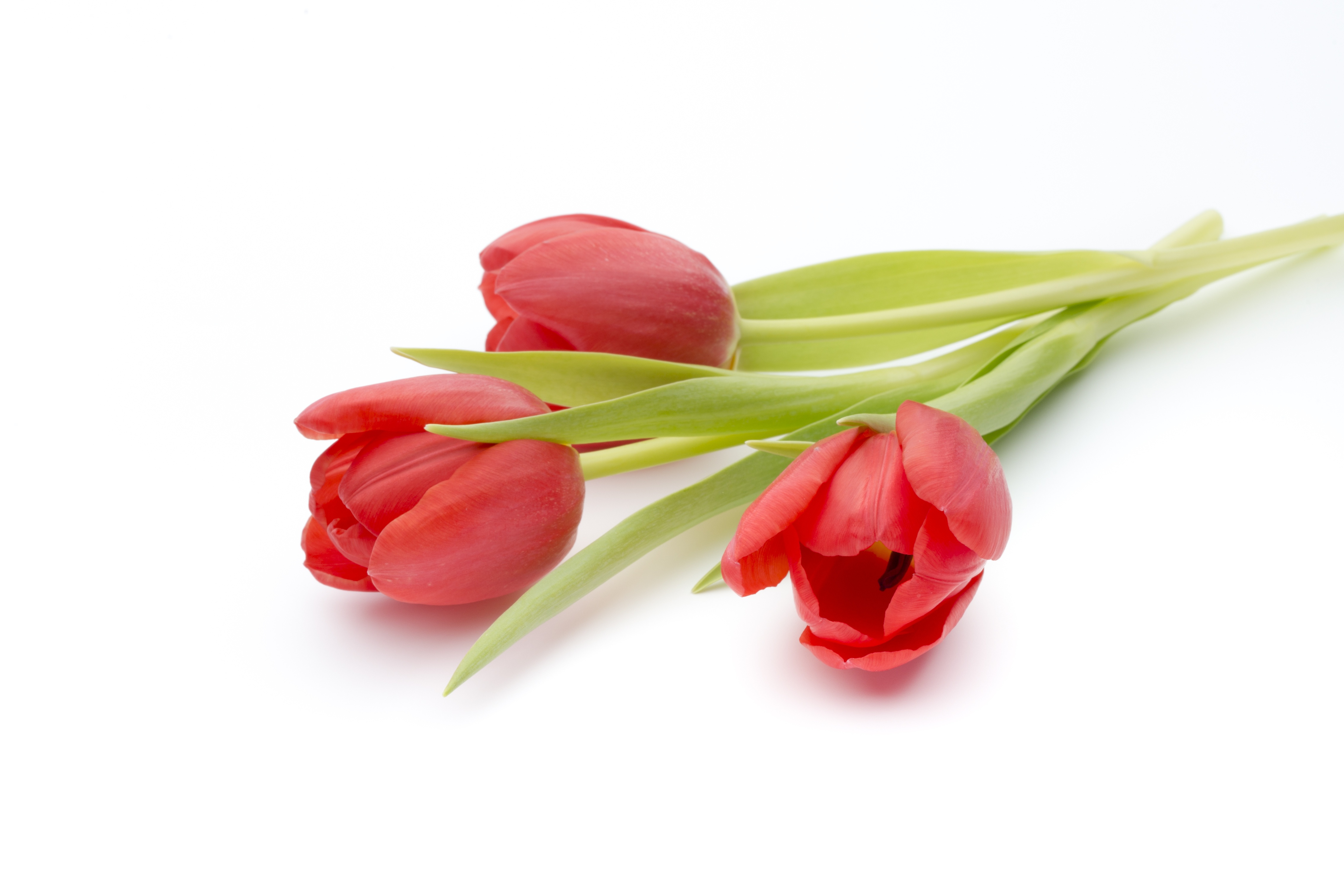 Обои цветы, красные, букет, тюльпаны, белый фон, flowers, red, bouquet, tulips, white background разрешение 4544x3030 Загрузить
