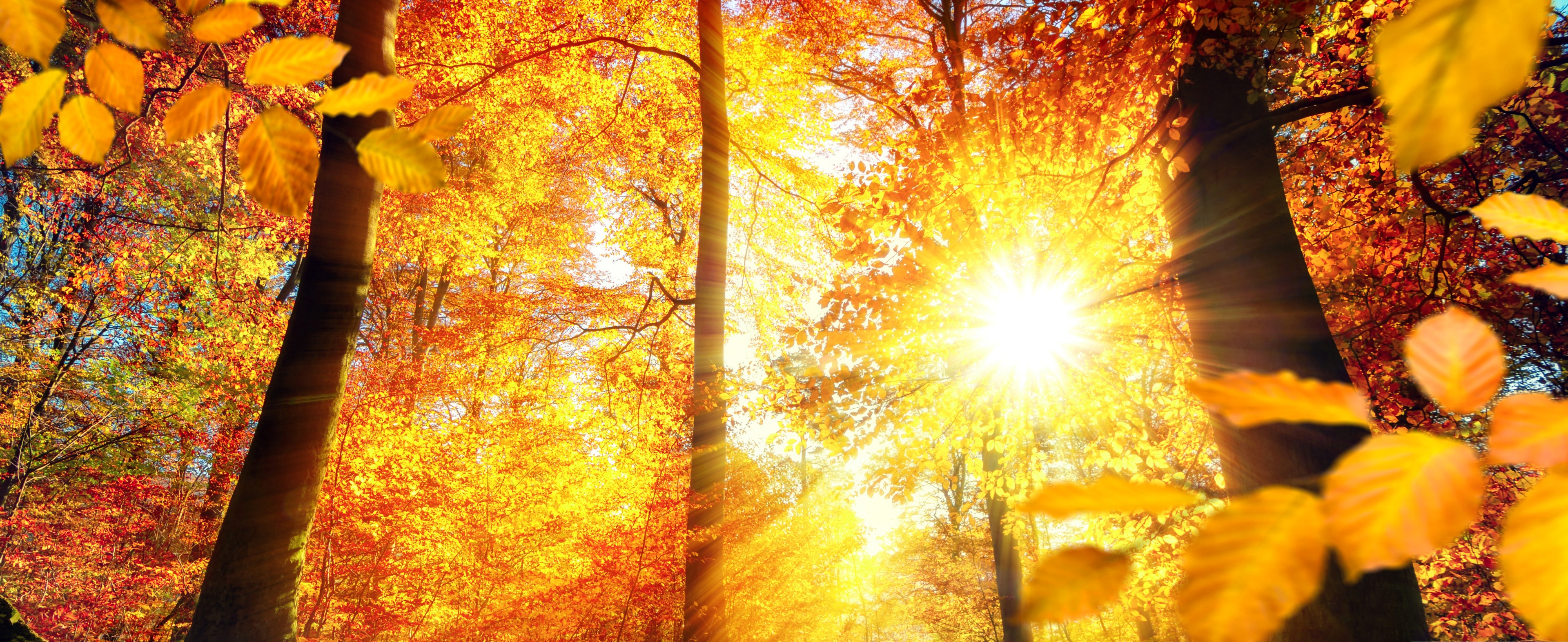 Обои деревья, солнце, лес, листья, лучи, осень, trees, the sun, forest, leaves, rays, autumn разрешение 3840x1574 Загрузить