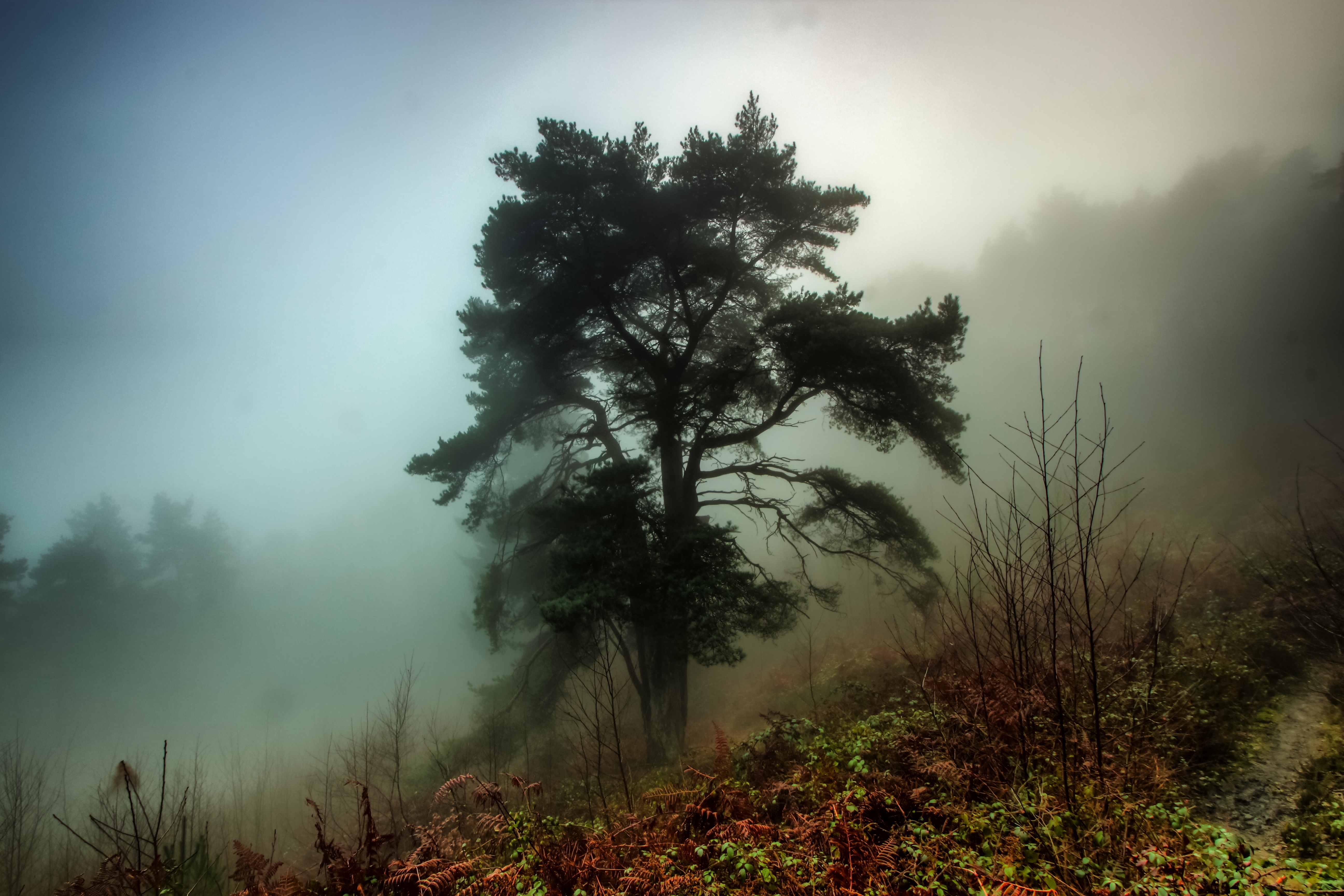 Обои деревья, лес, утро, туман, trees, forest, morning, fog разрешение 5184x3456 Загрузить